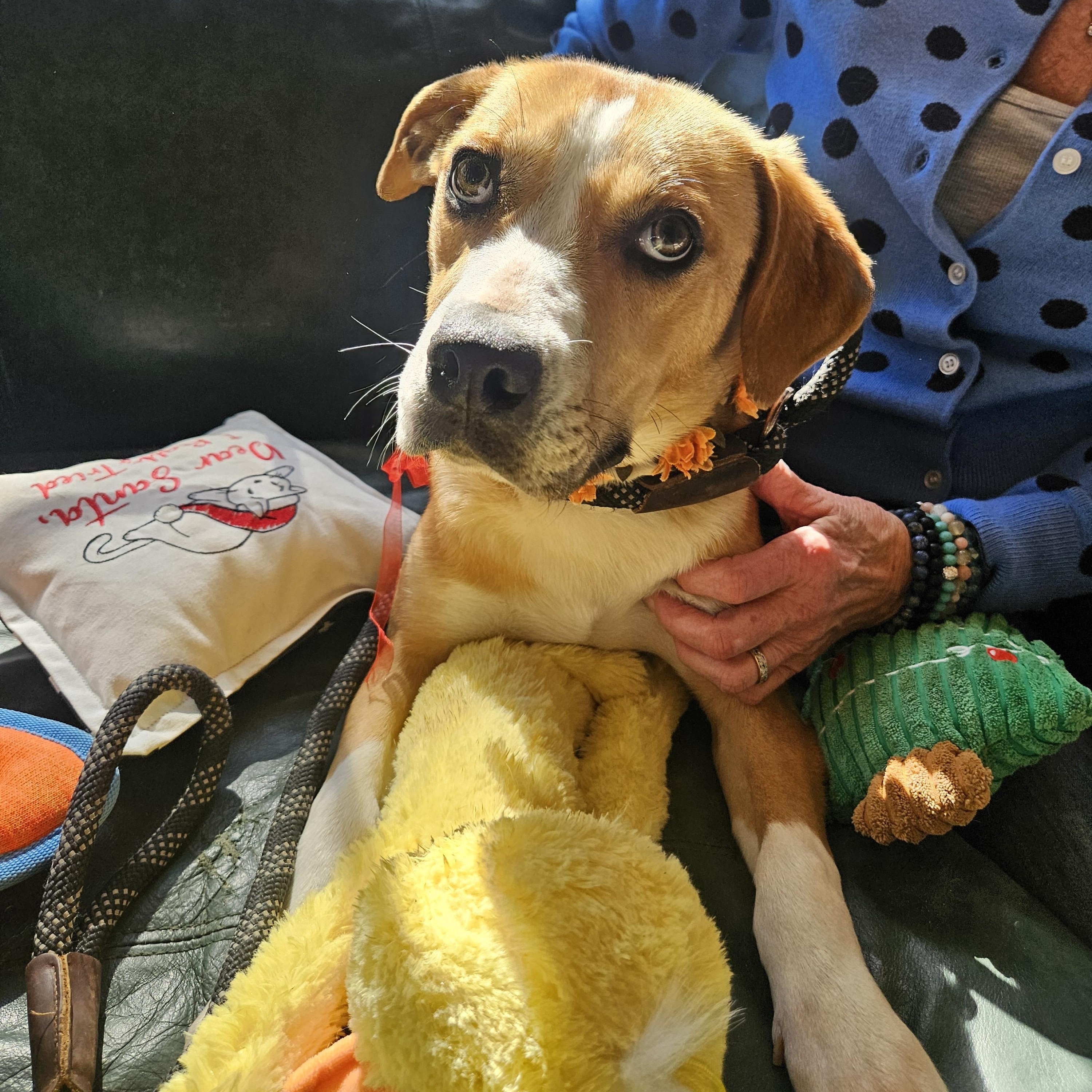 Sona, an adopted mixed breed in Heathsville, VA image 1/6