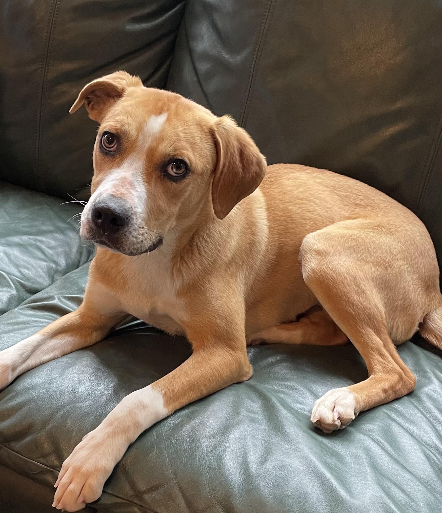 Sona, an adopted mixed breed in Heathsville, VA image 3/6