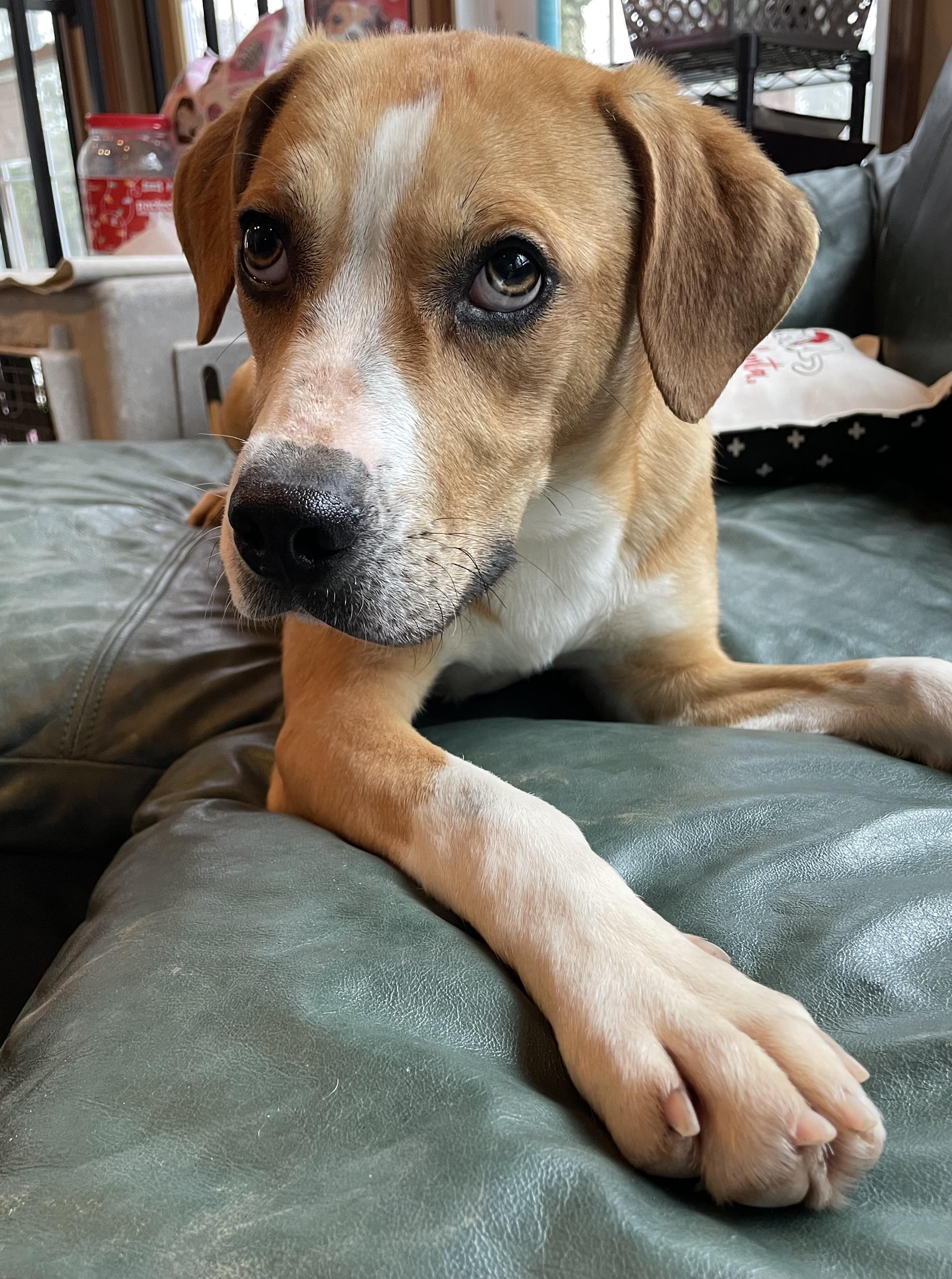 Sona, an adopted mixed breed in Heathsville, VA image 4/6