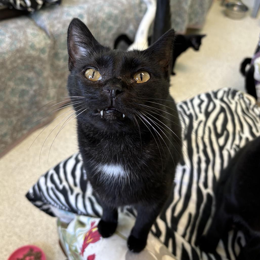 Enlarge Queenie, a Adoptable Domestic Short Hair in Mount Juliet, TN image 1/1