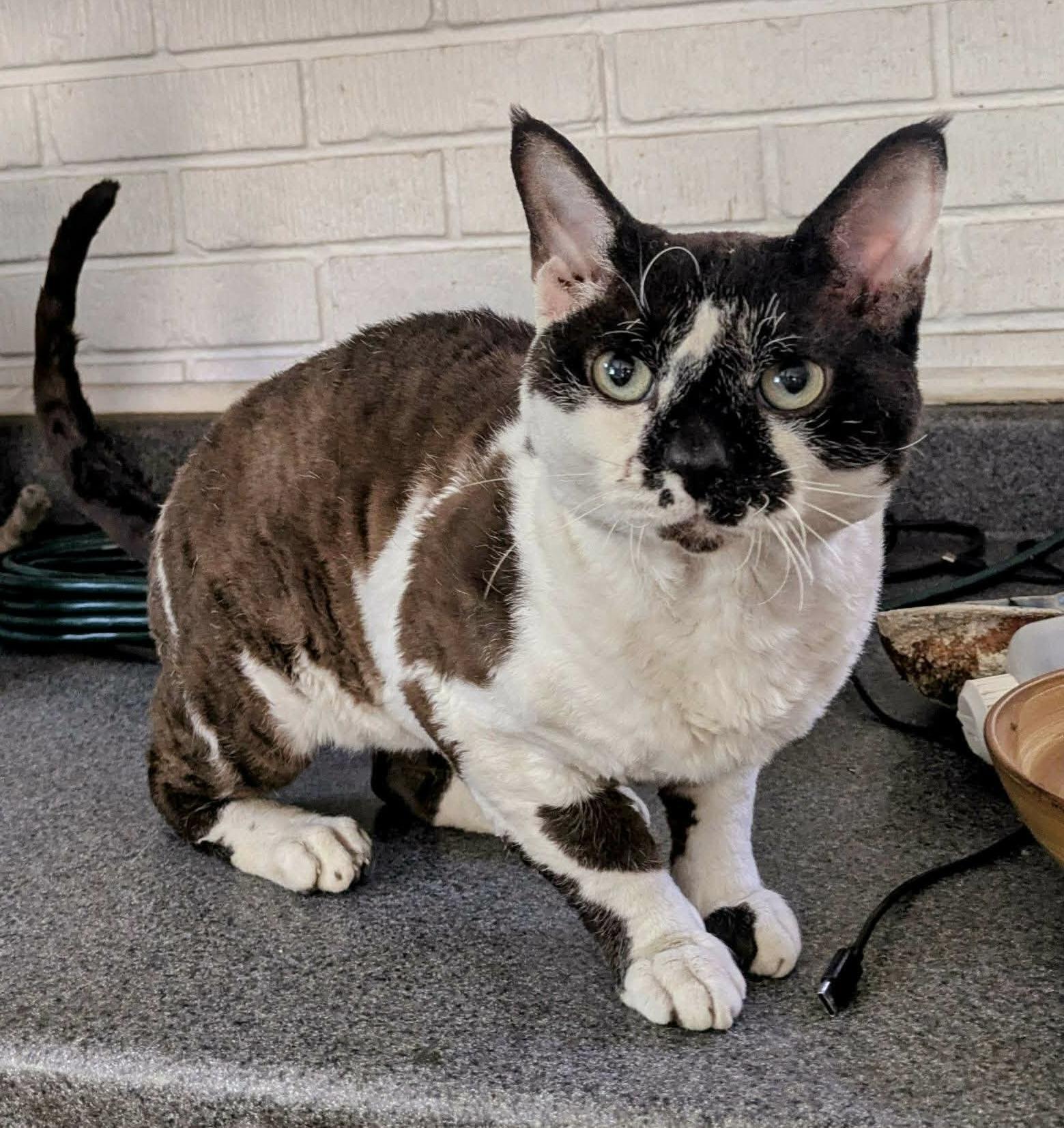Todd, adopted, Young Male Devon Rex.