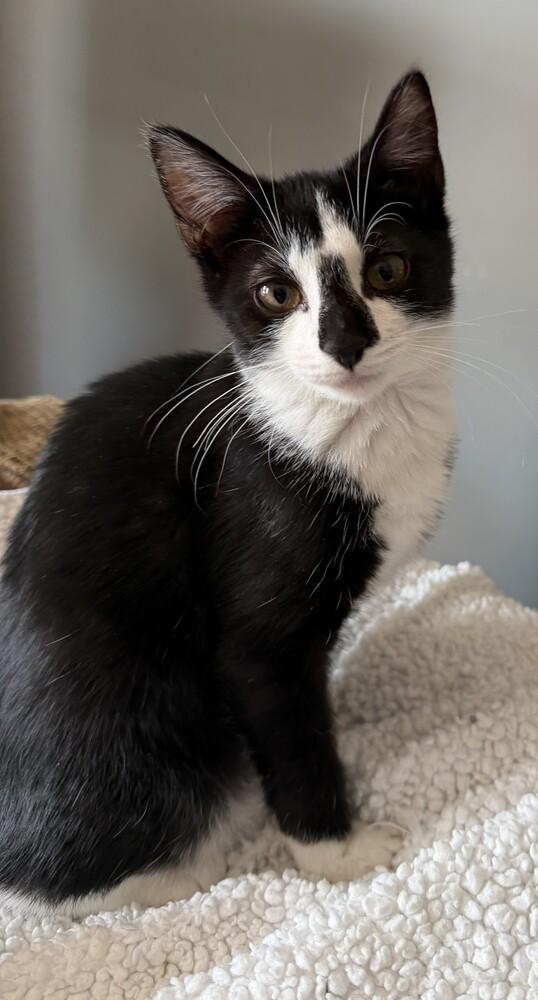 Howie, Adoptable, Kitten Male Domestic Short Hair.