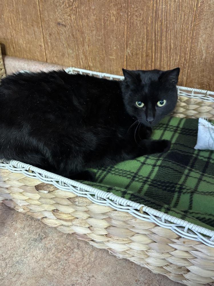 Enlarge SIENNA, a Adoptable mixed breed in New Woodstock, NY image 1/2