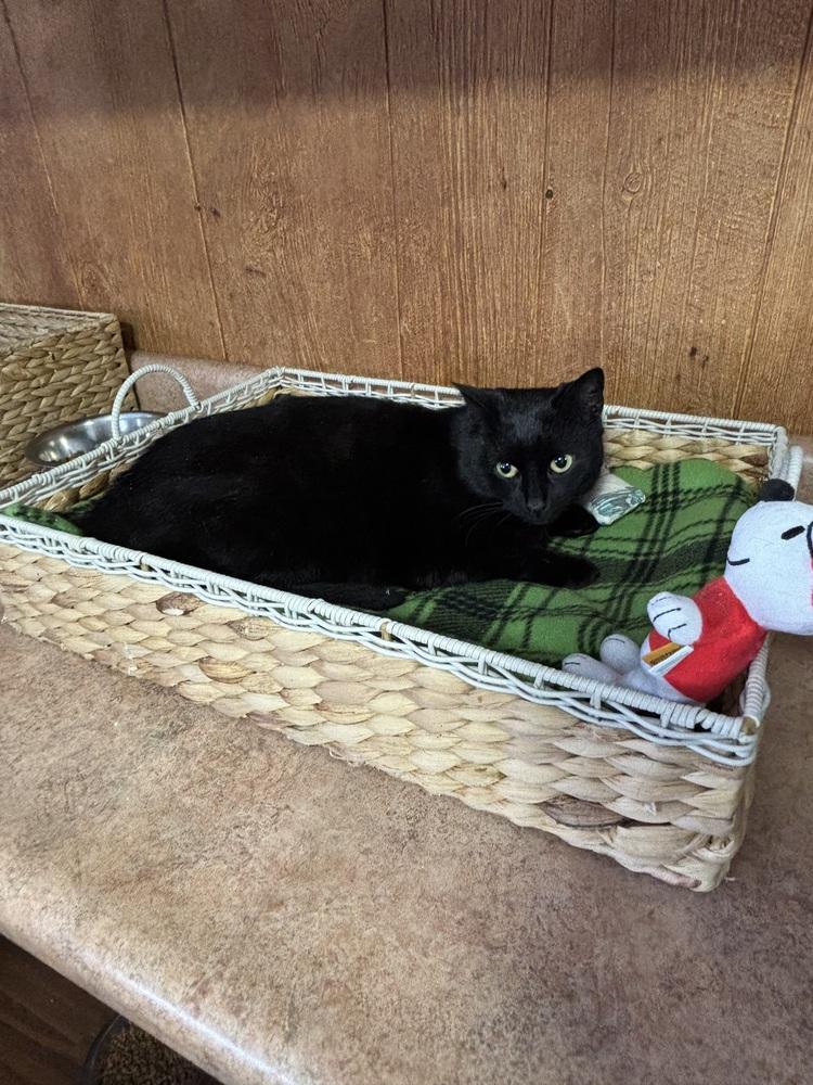 Enlarge SIENNA, a Adoptable mixed breed in New Woodstock, NY image 2/2