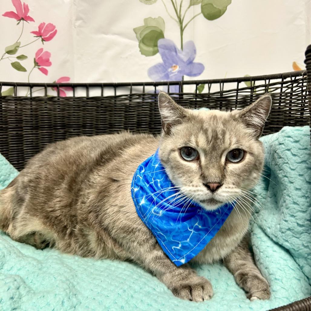Enlarge Baby Doll, a Adoptable Domestic Medium Hair in Henderson, NV image 1/3