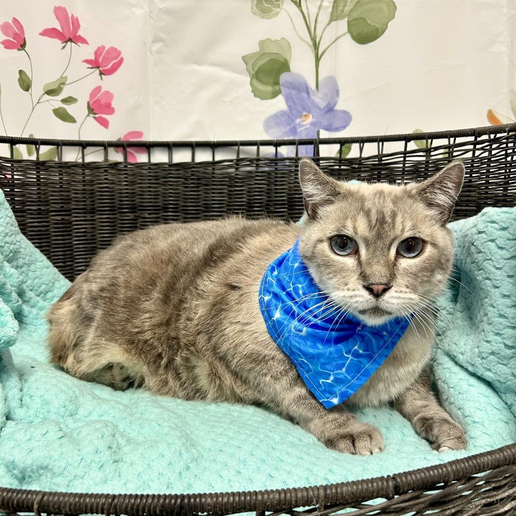 Enlarge Baby Doll, a Adoptable Domestic Medium Hair in Henderson, NV image 2/3