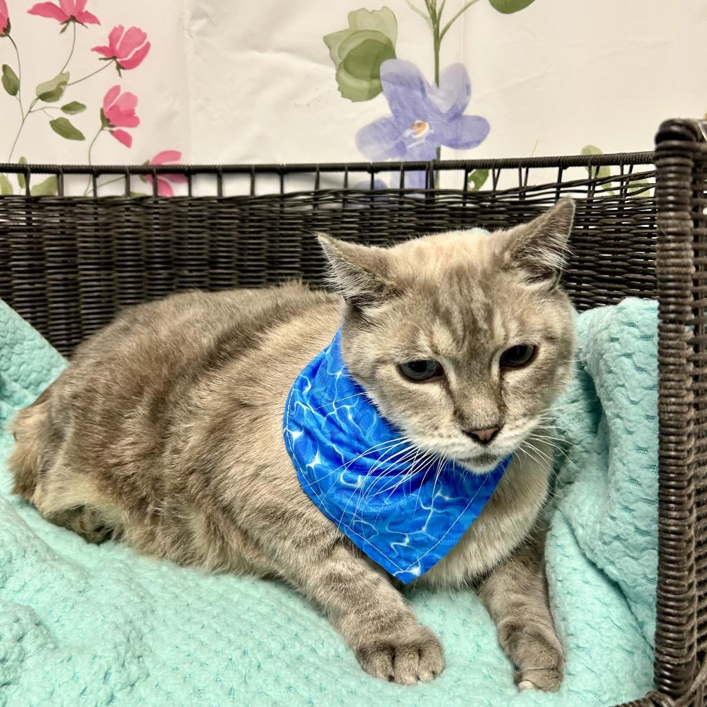 Enlarge Baby Doll, a Adoptable Domestic Medium Hair in Henderson, NV image 3/3