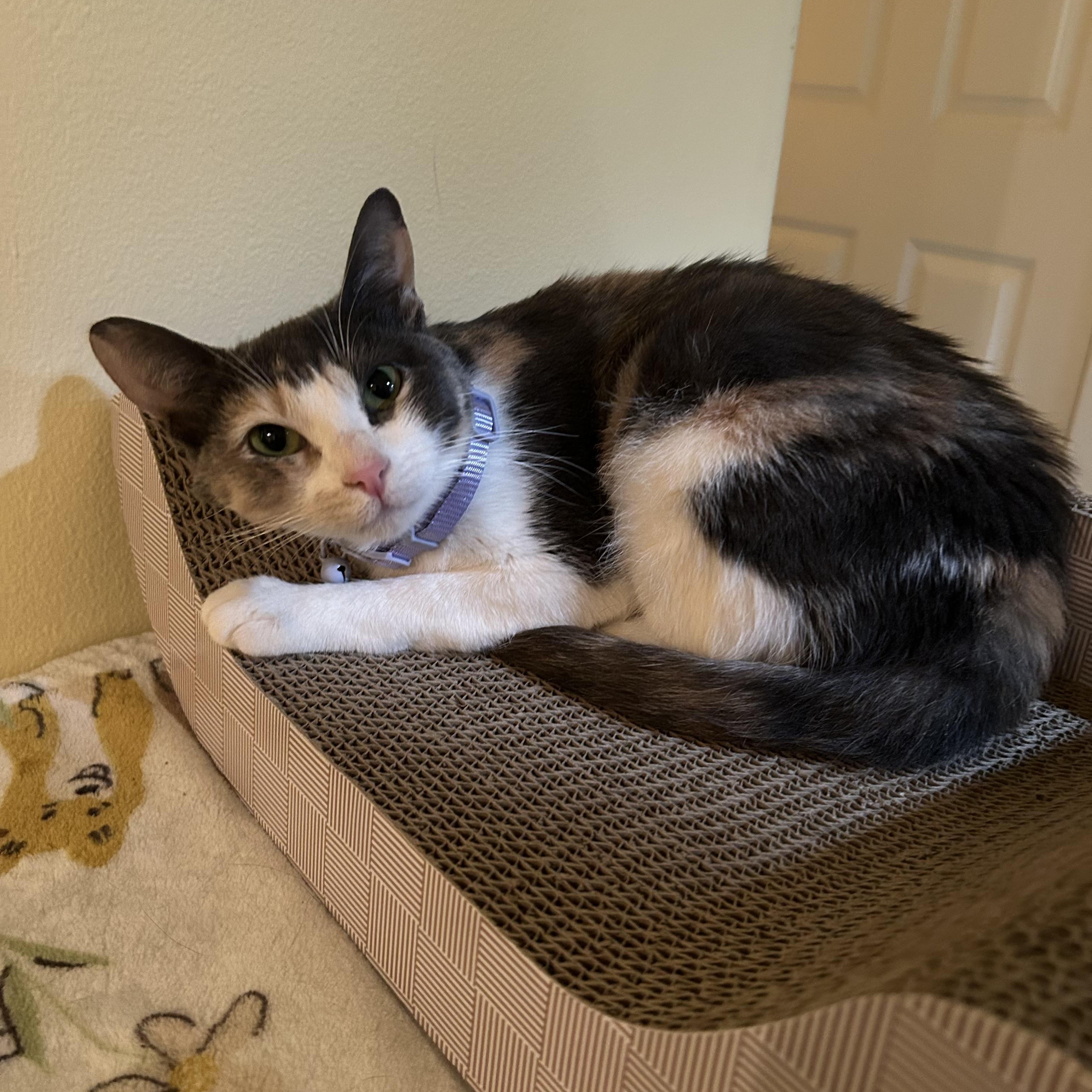 Enlarge Tink, a Adoptable mixed breed in Woodinville, WA image 3/5