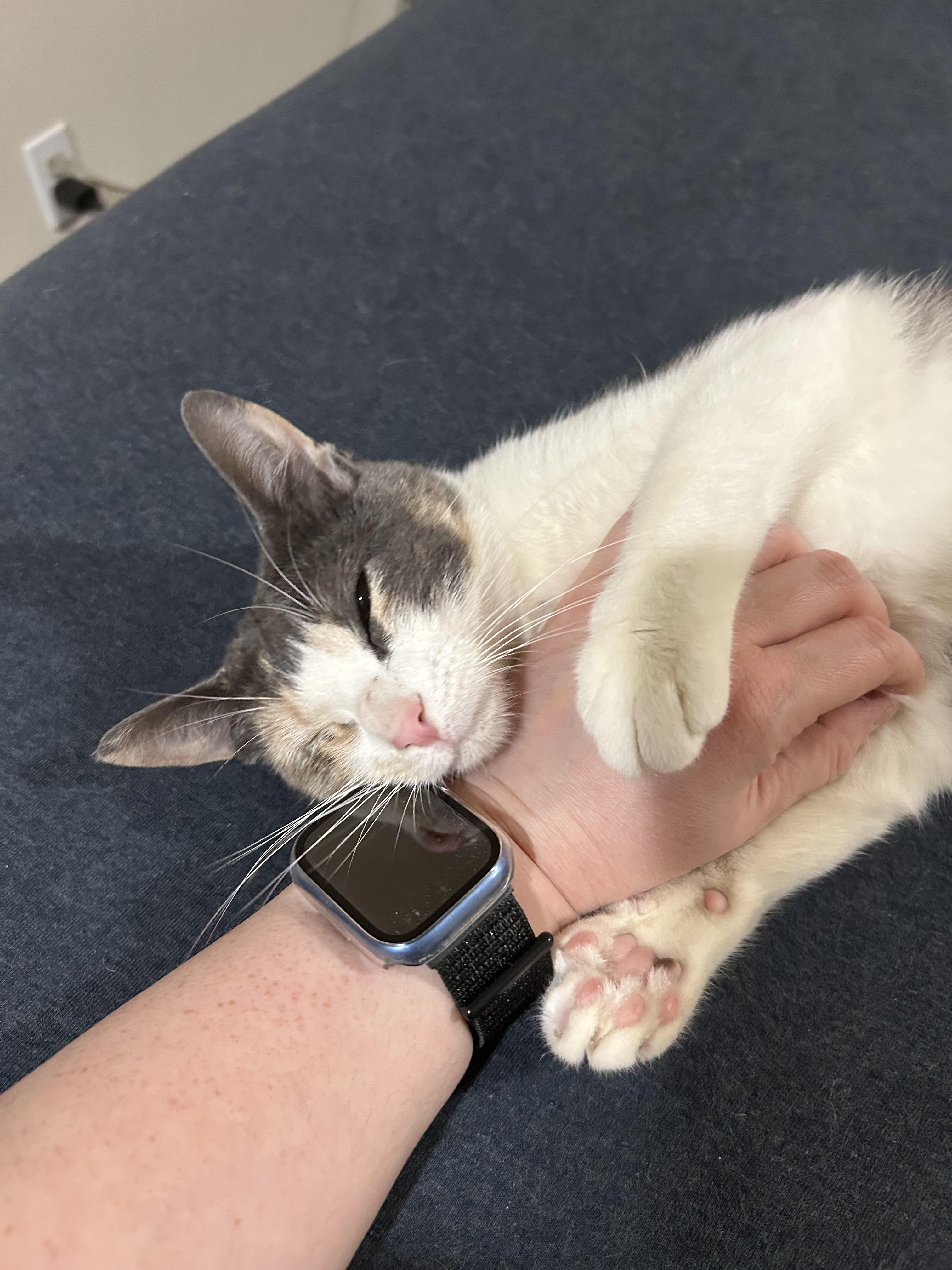 Enlarge Tink, a Adoptable mixed breed in Woodinville, WA image 5/5