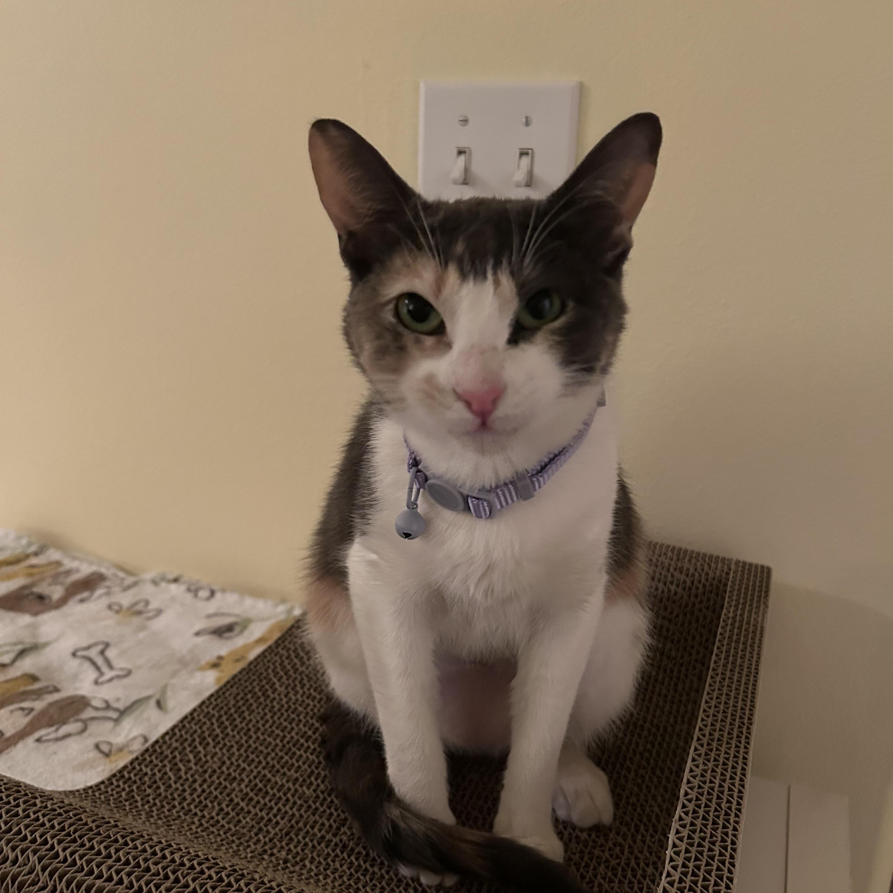 Enlarge Tink, a Adoptable mixed breed in Woodinville, WA image 4/5