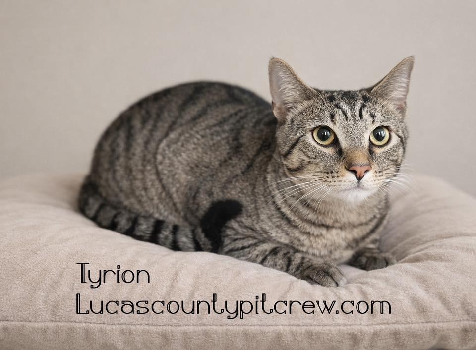 Enlarge Tyrion, an adopted mixed breed in Toledo, OH image 1/1