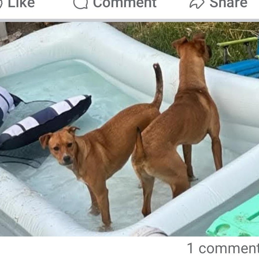 Enlarge Bruno (and Bella), a Adoptable mixed breed in Athens, AL image 2/6