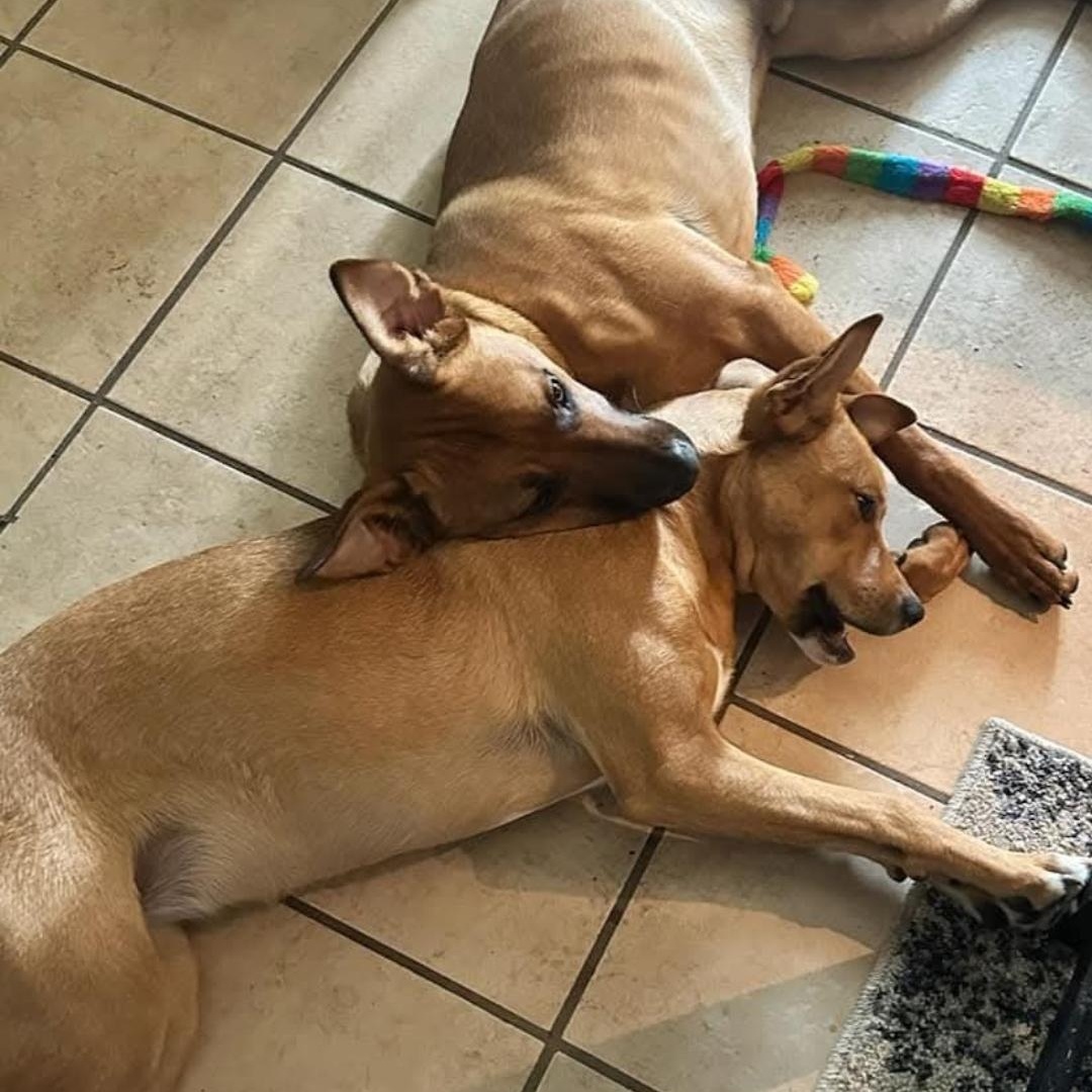 Enlarge Bruno (and Bella), a Adoptable mixed breed in Athens, AL image 5/6