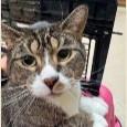Angel, ADOPTABLE, Adult Female Domestic Short Hair.