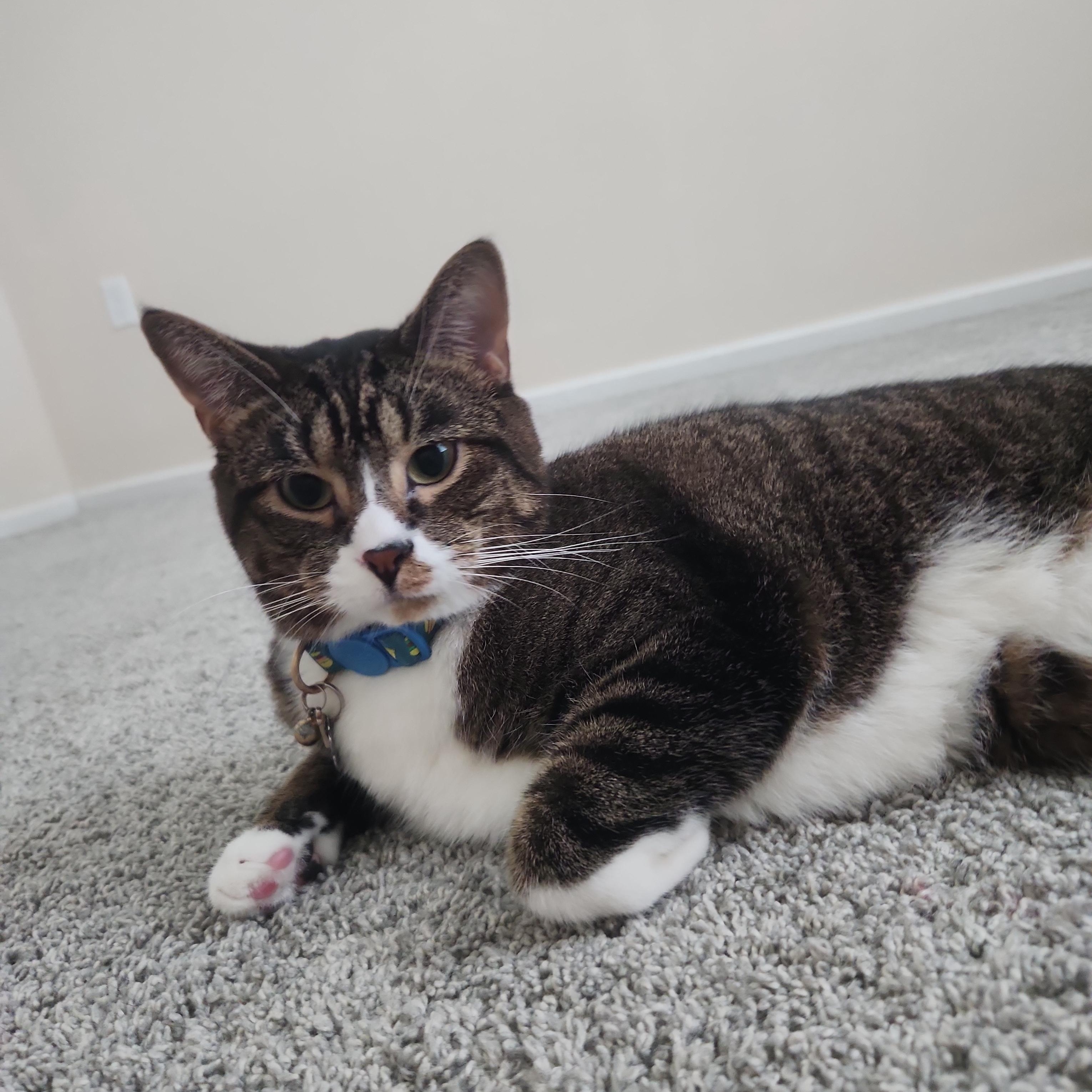 Angel, a ADOPTABLE Domestic Short Hair in St. Augustine, FL image 1/2