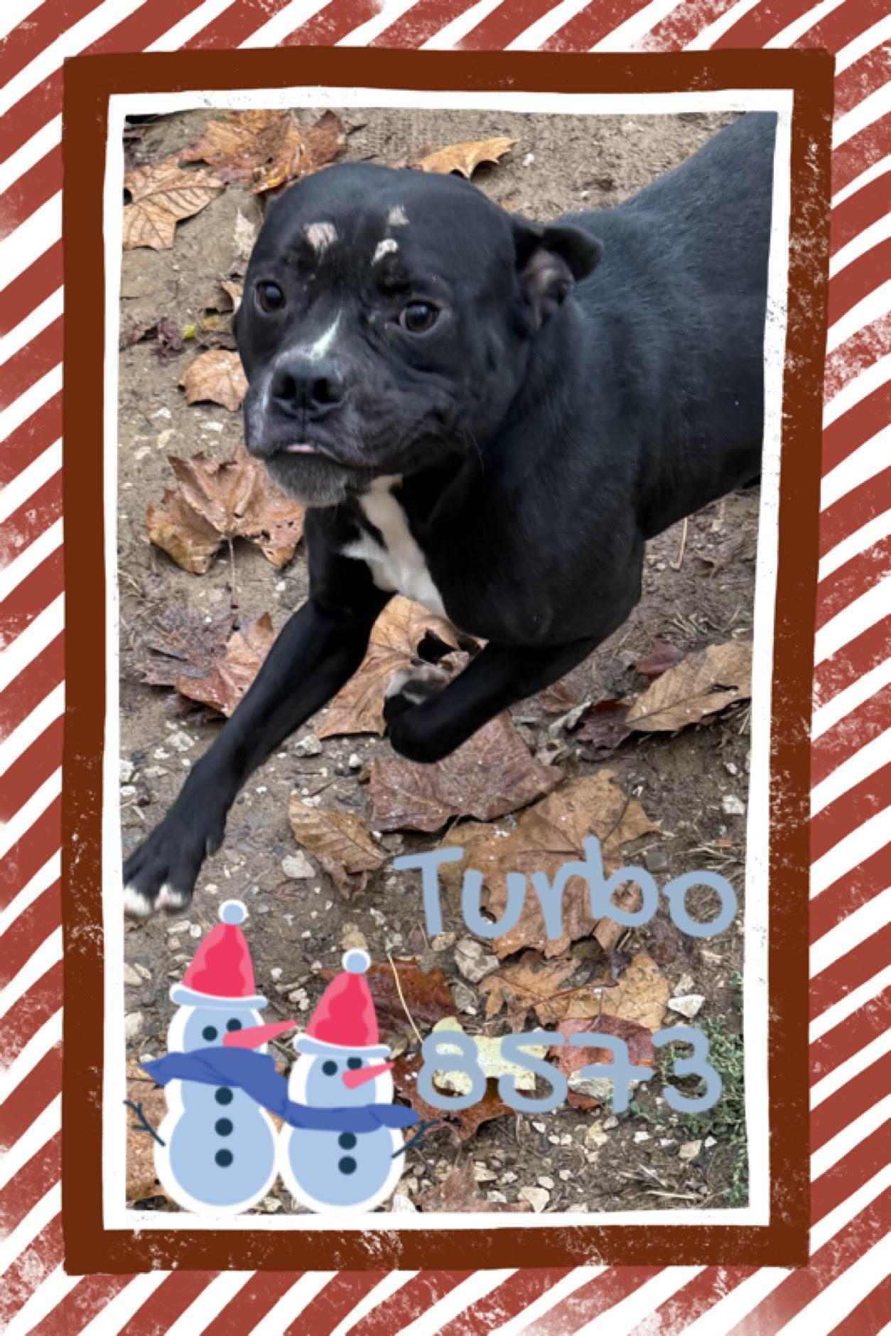 Turbo, Adoptable, Adult Male Pit Bull Terrier.