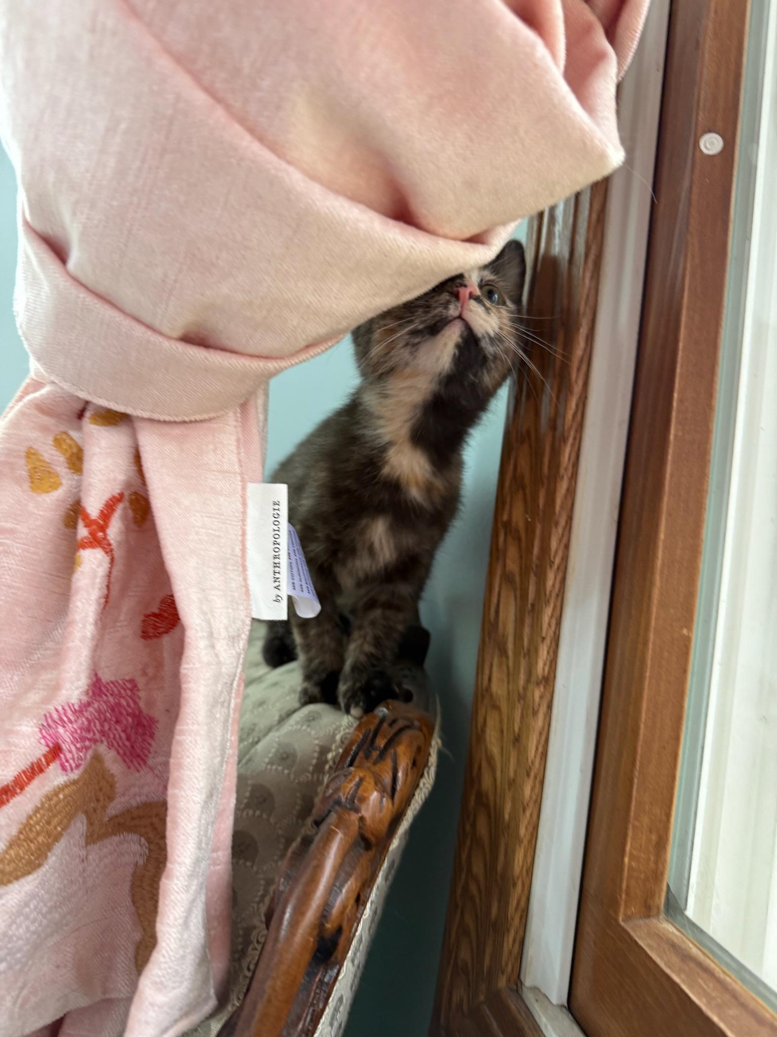 Uma, ADOPTABLE, Kitten Female Domestic Short Hair & Tortoiseshell.