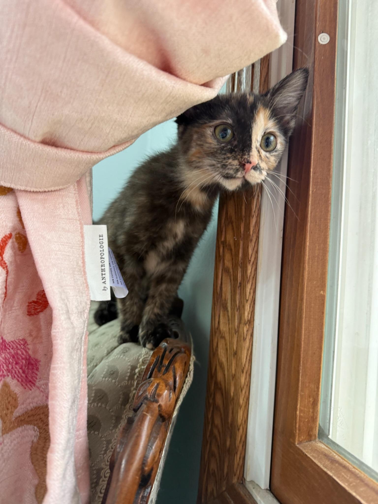 Uma, a ADOPTABLE mixed breed in Hartville, OH image 2/3