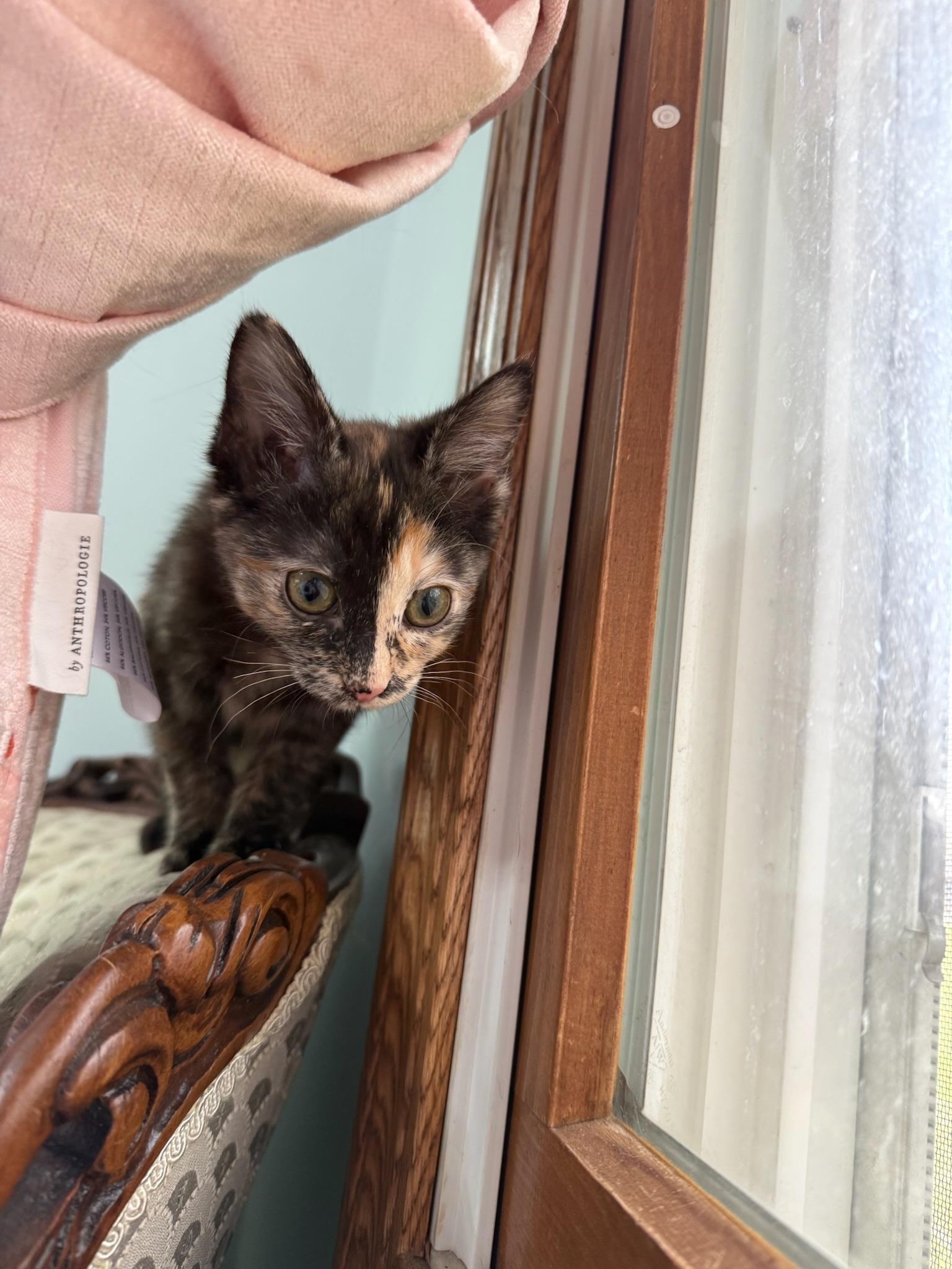 Uma, a ADOPTABLE mixed breed in Hartville, OH image 3/3