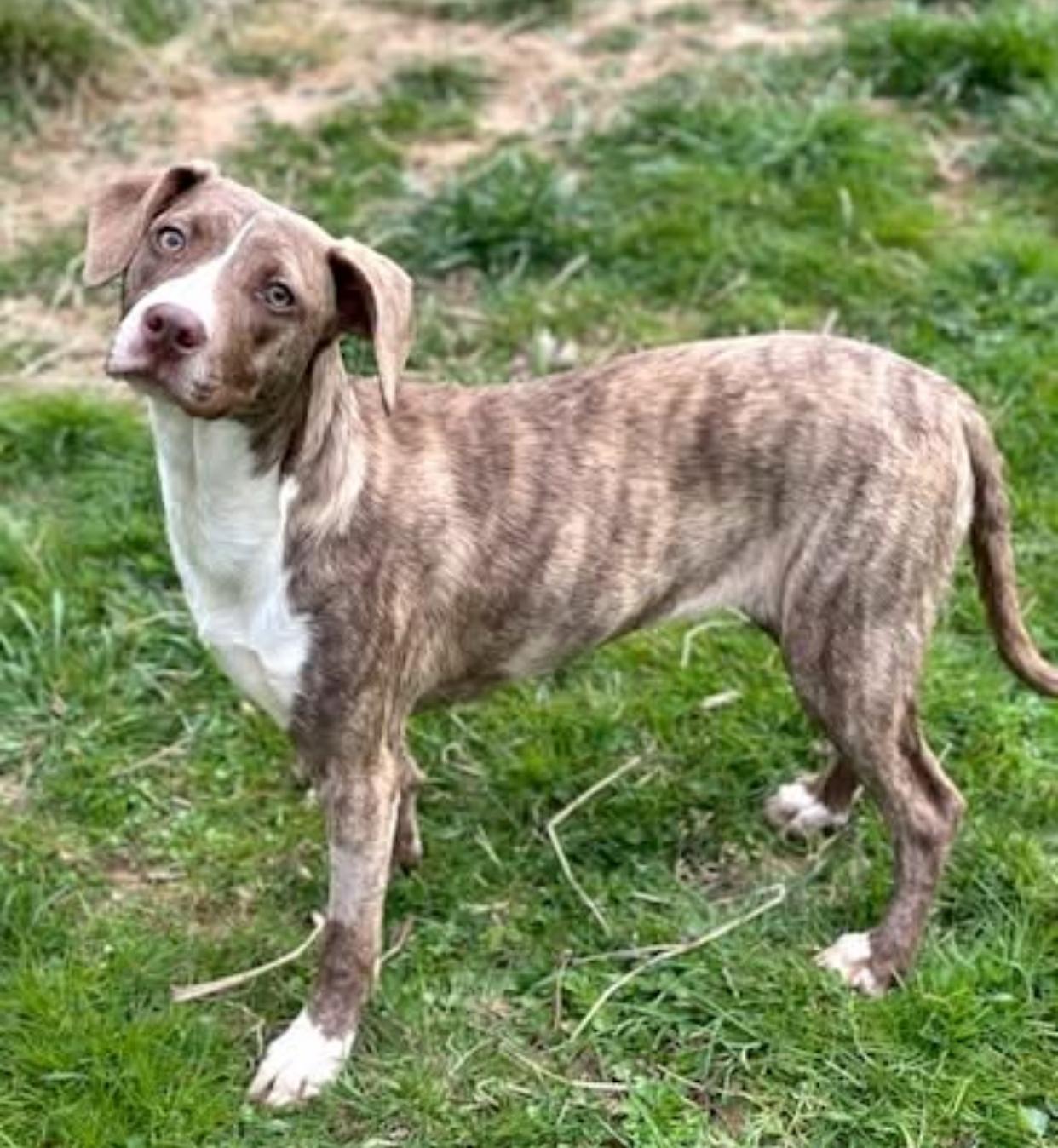 Enlarge Delta, a Adopted mixed breed in Horse Shoe, NC image 6/6