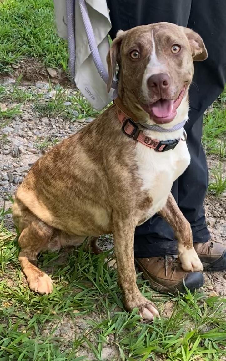 Enlarge Delta, a Adopted mixed breed in Horse Shoe, NC image 3/6