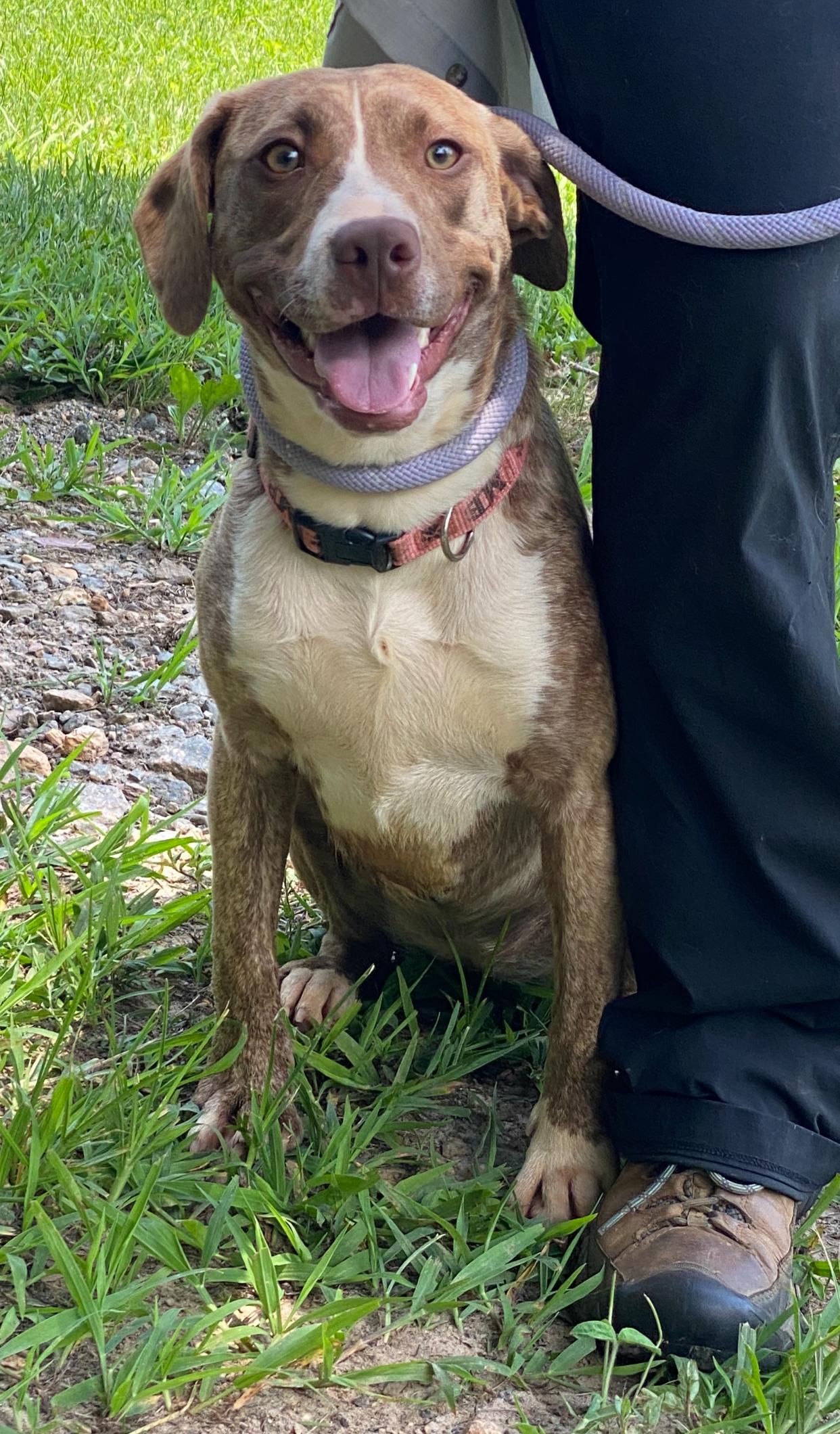 Enlarge Delta, a Adopted mixed breed in Horse Shoe, NC image 4/6