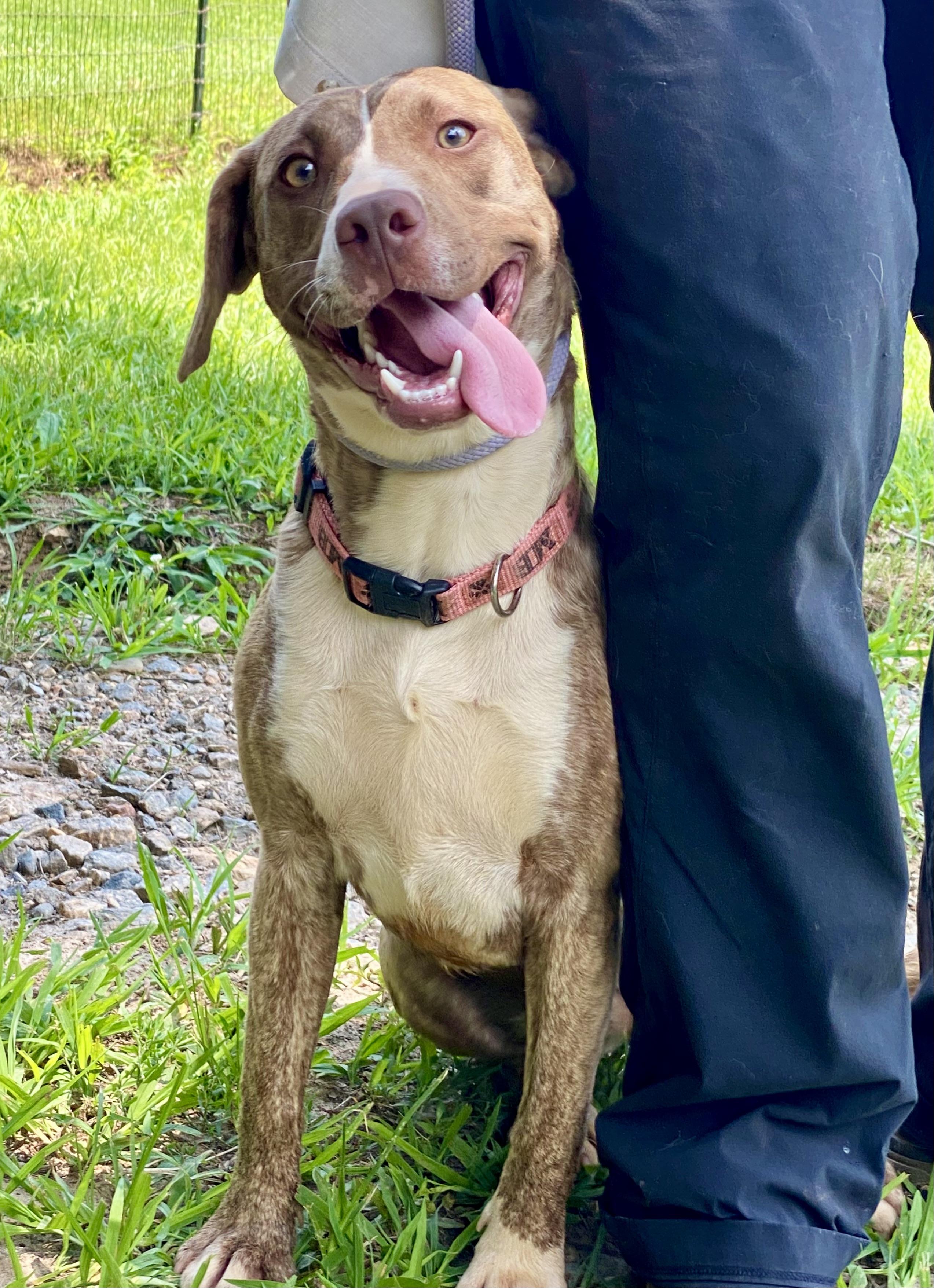 Delta, Young Female Mixed Breed