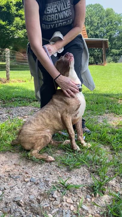 Enlarge Delta, a Adopted mixed breed in Horse Shoe, NC video 2/6
