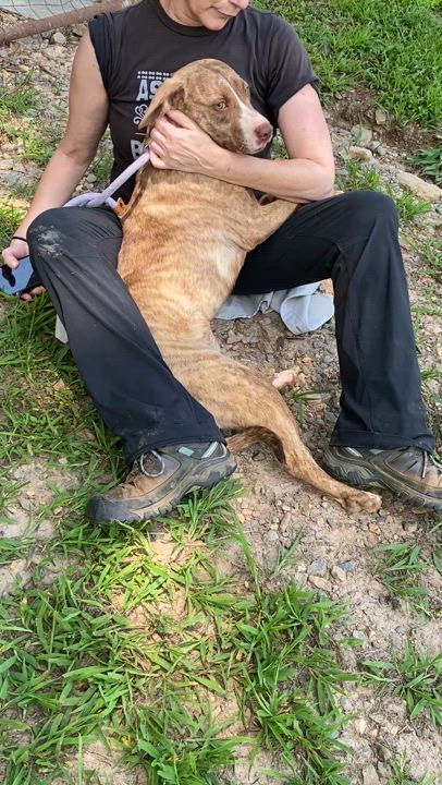 Enlarge Delta, a Adopted mixed breed in Horse Shoe, NC video 5/6