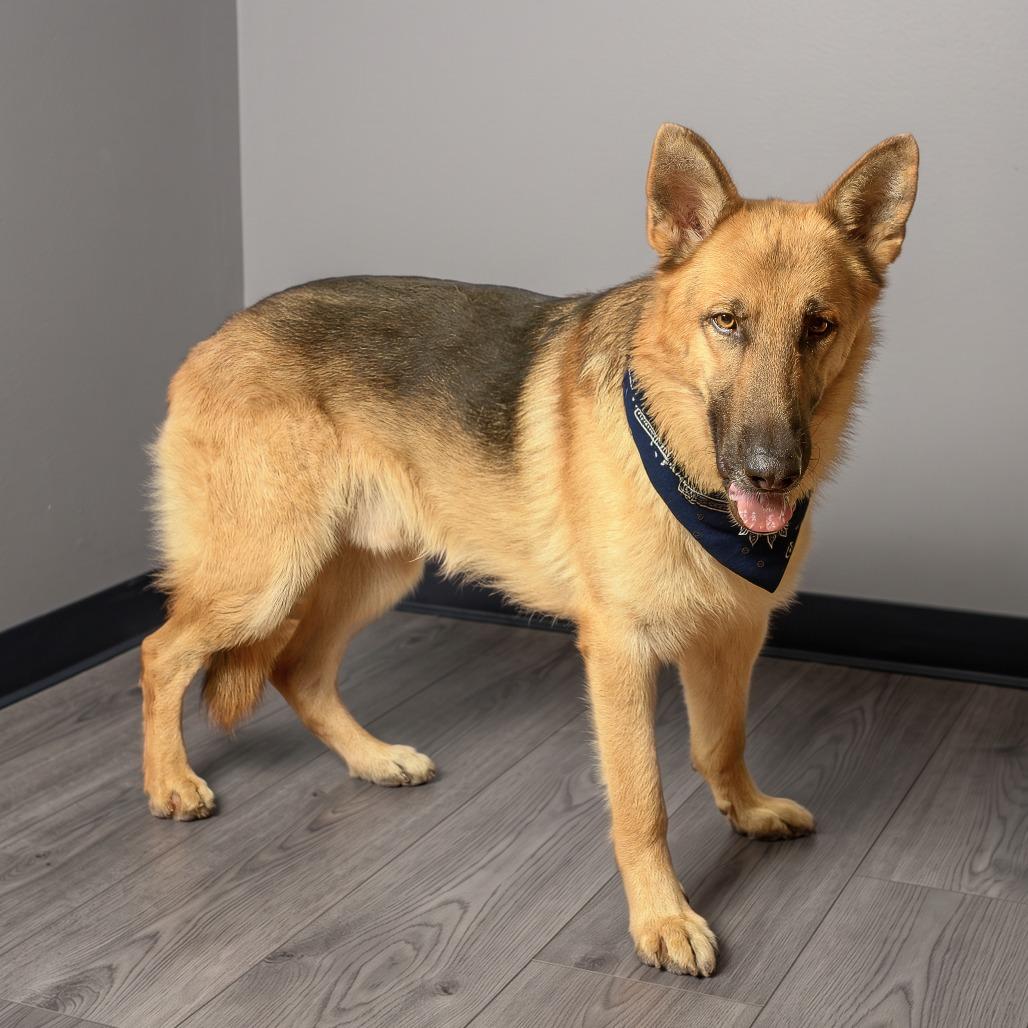 Enlarge Steffan, a Adoptable mixed breed in Weatherford, TX image 2/6
