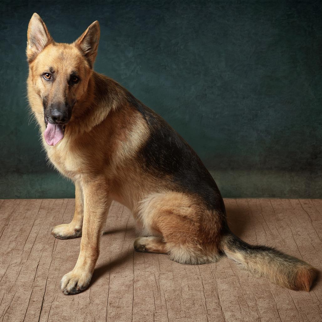 Enlarge Steffan, a Adoptable mixed breed in Weatherford, TX image 3/6