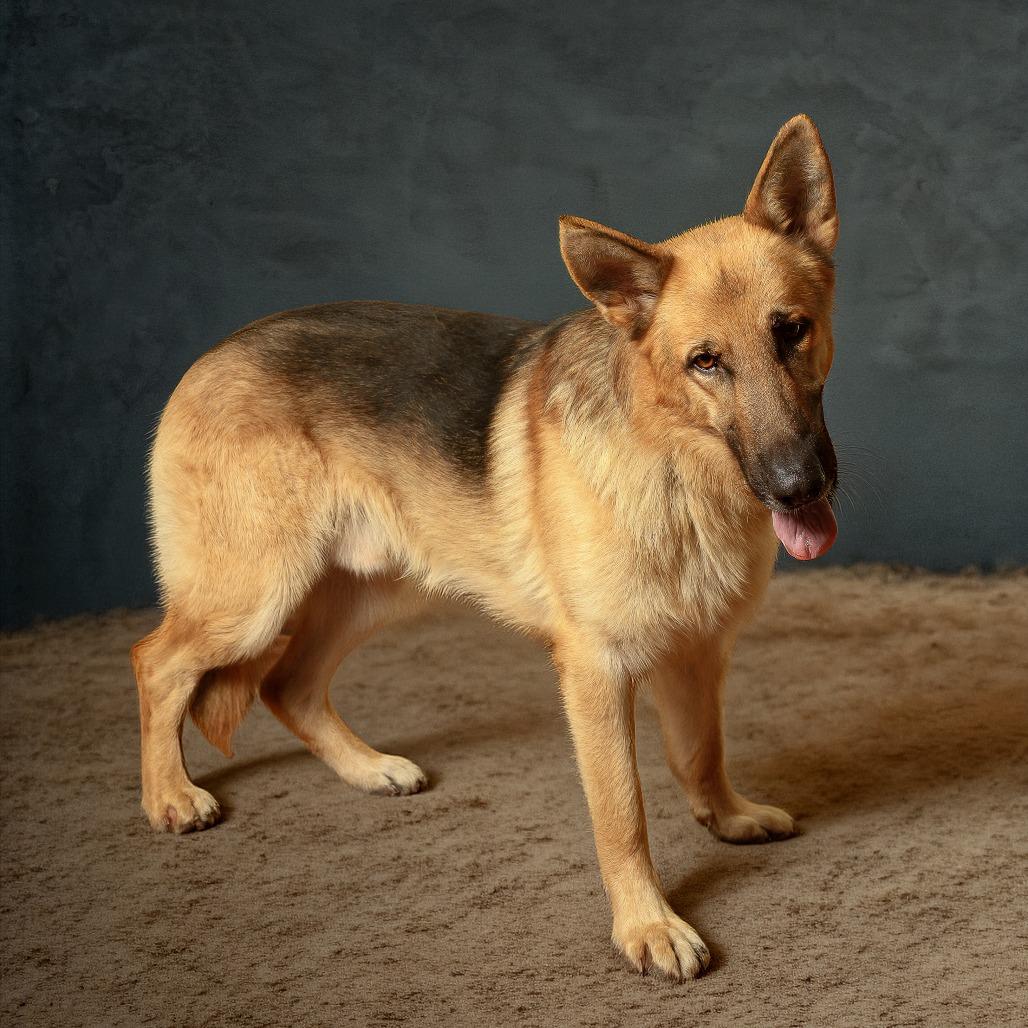 Enlarge Steffan, a Adoptable mixed breed in Weatherford, TX image 4/6