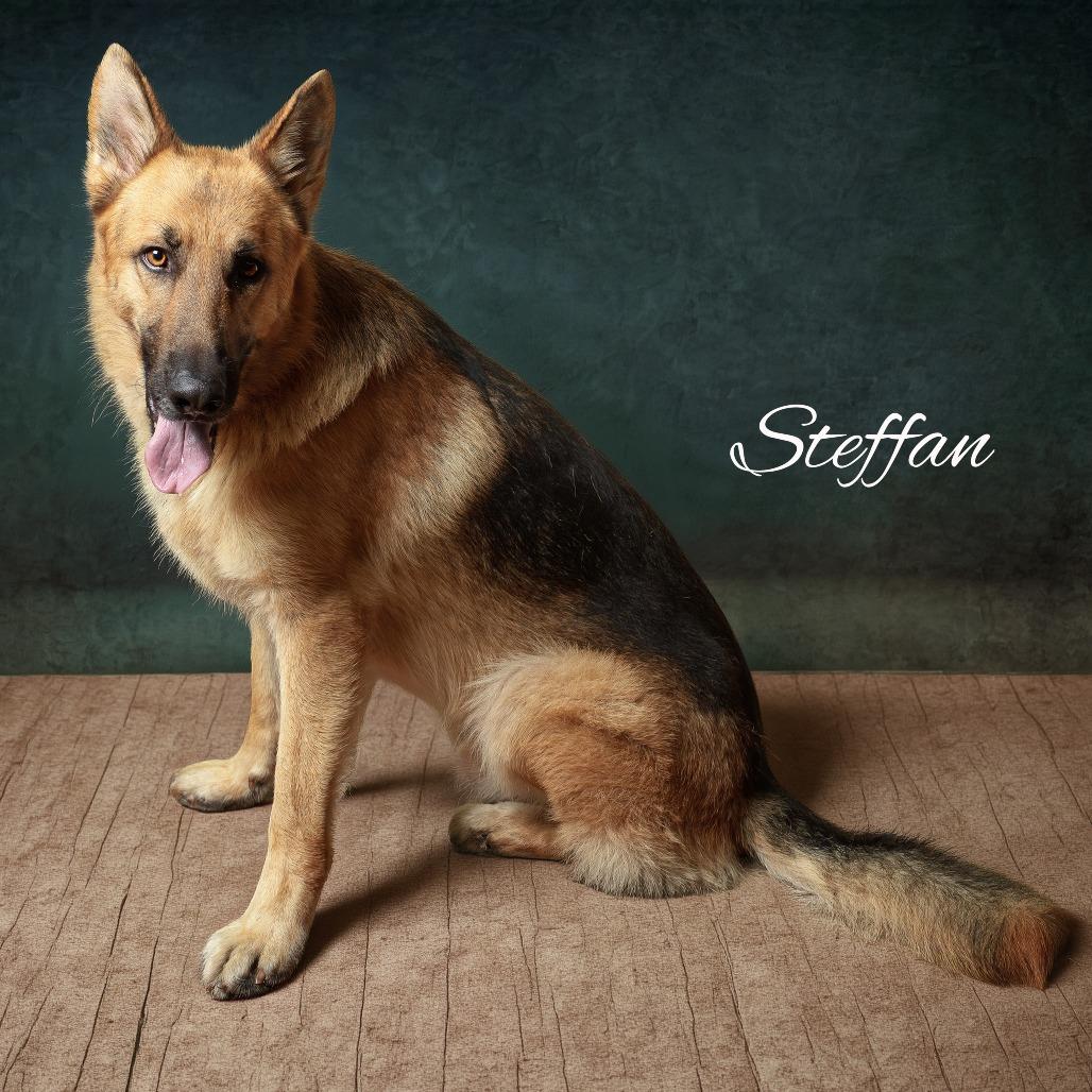 Enlarge Steffan, a Adoptable mixed breed in Weatherford, TX image 5/6