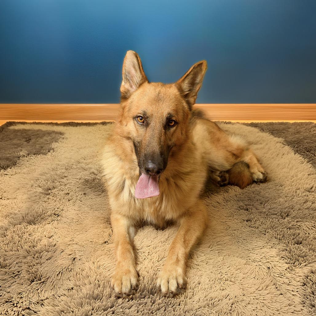 Enlarge Steffan, a Adoptable mixed breed in Weatherford, TX image 6/6