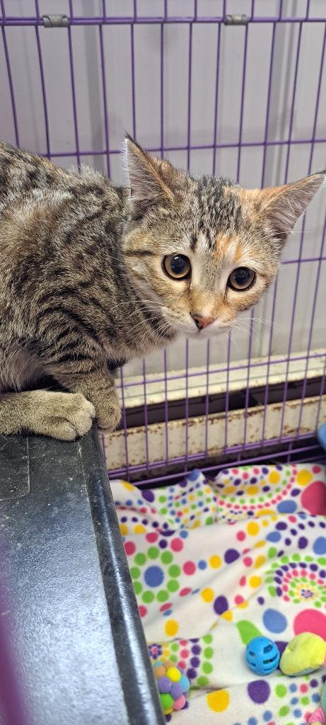 Aiza, Adopted, Young Female Domestic Short Hair.