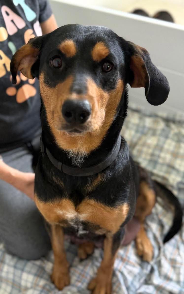 Enlarge Mama Jewel, a Adoptable mixed breed in Mooresville, NC image 2/2