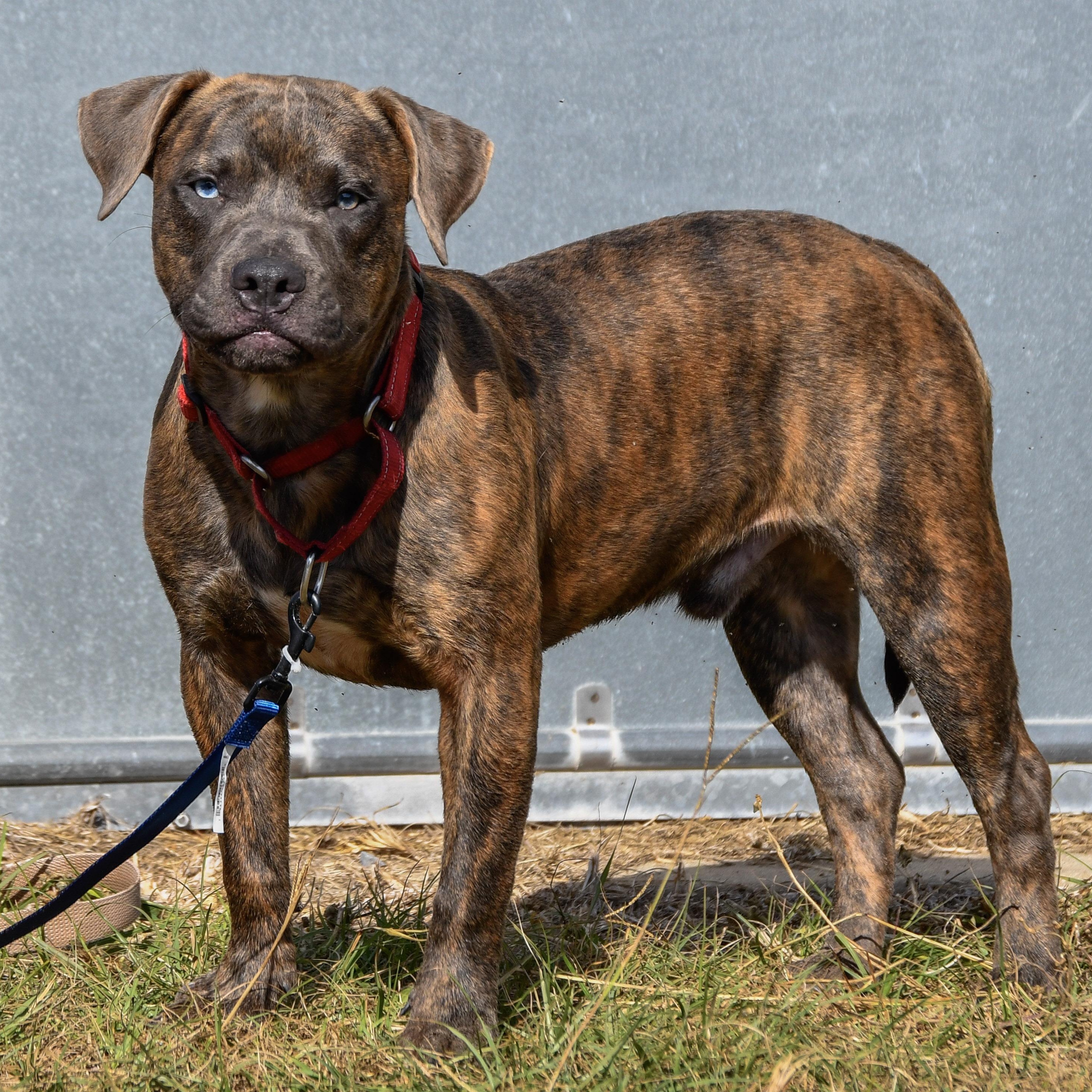 Enlarge Waylon, a Adoptable mixed breed in Defuniak Springs, FL image 2/5