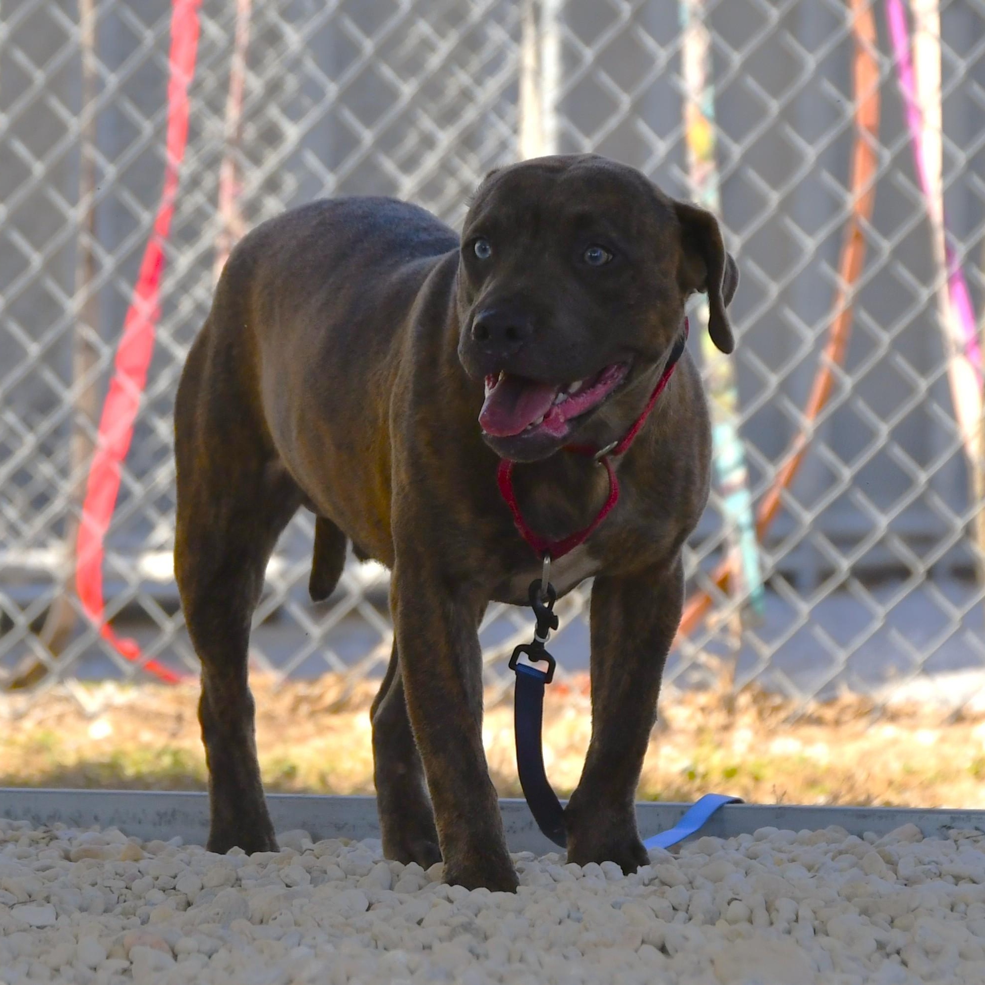 Enlarge Waylon, a Adoptable mixed breed in Defuniak Springs, FL image 3/5