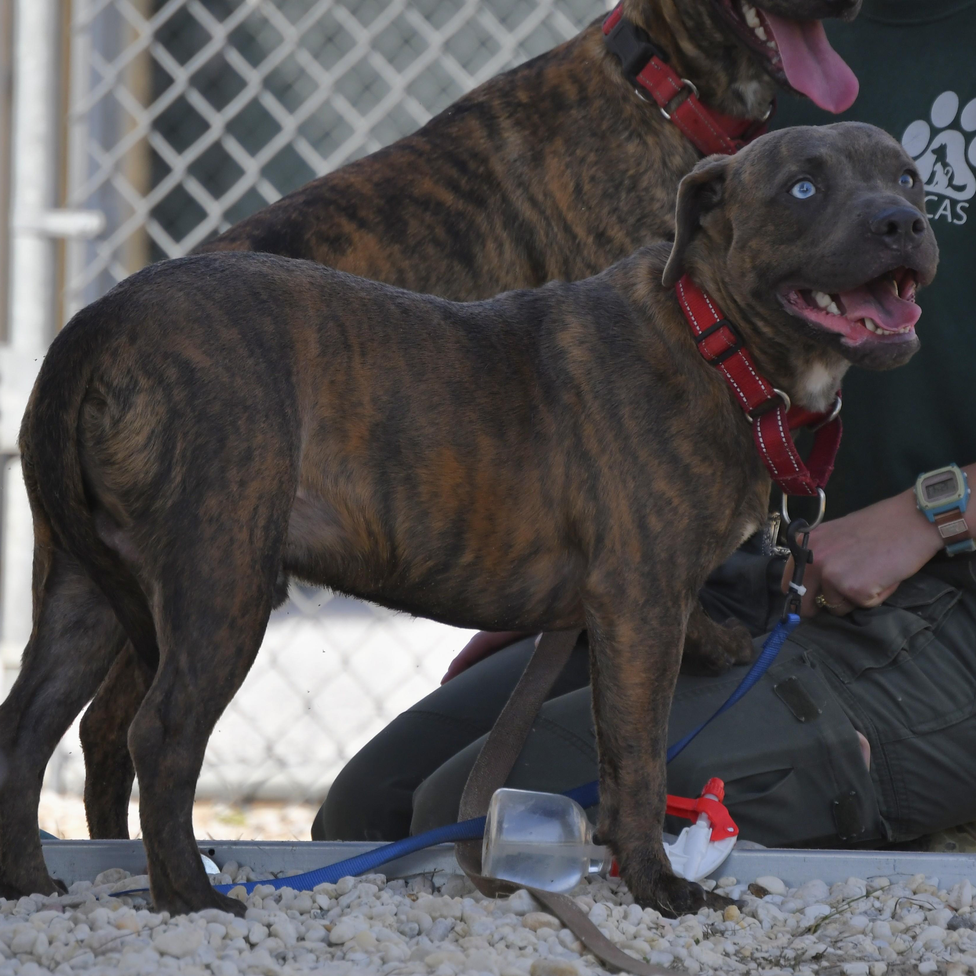 Enlarge Waylon, a Adoptable mixed breed in Defuniak Springs, FL image 4/5