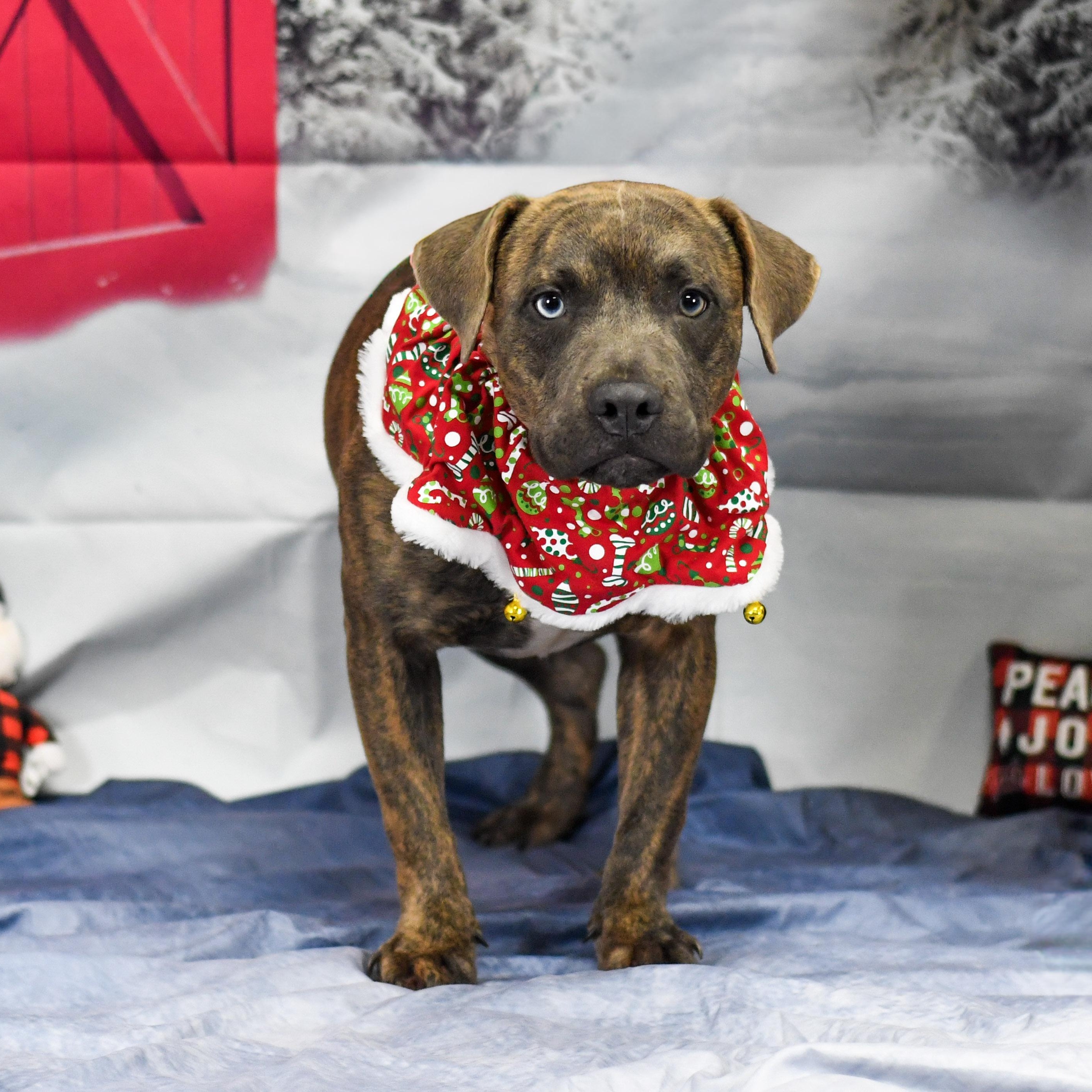 Enlarge Waylon, a Adoptable mixed breed in Defuniak Springs, FL image 1/5