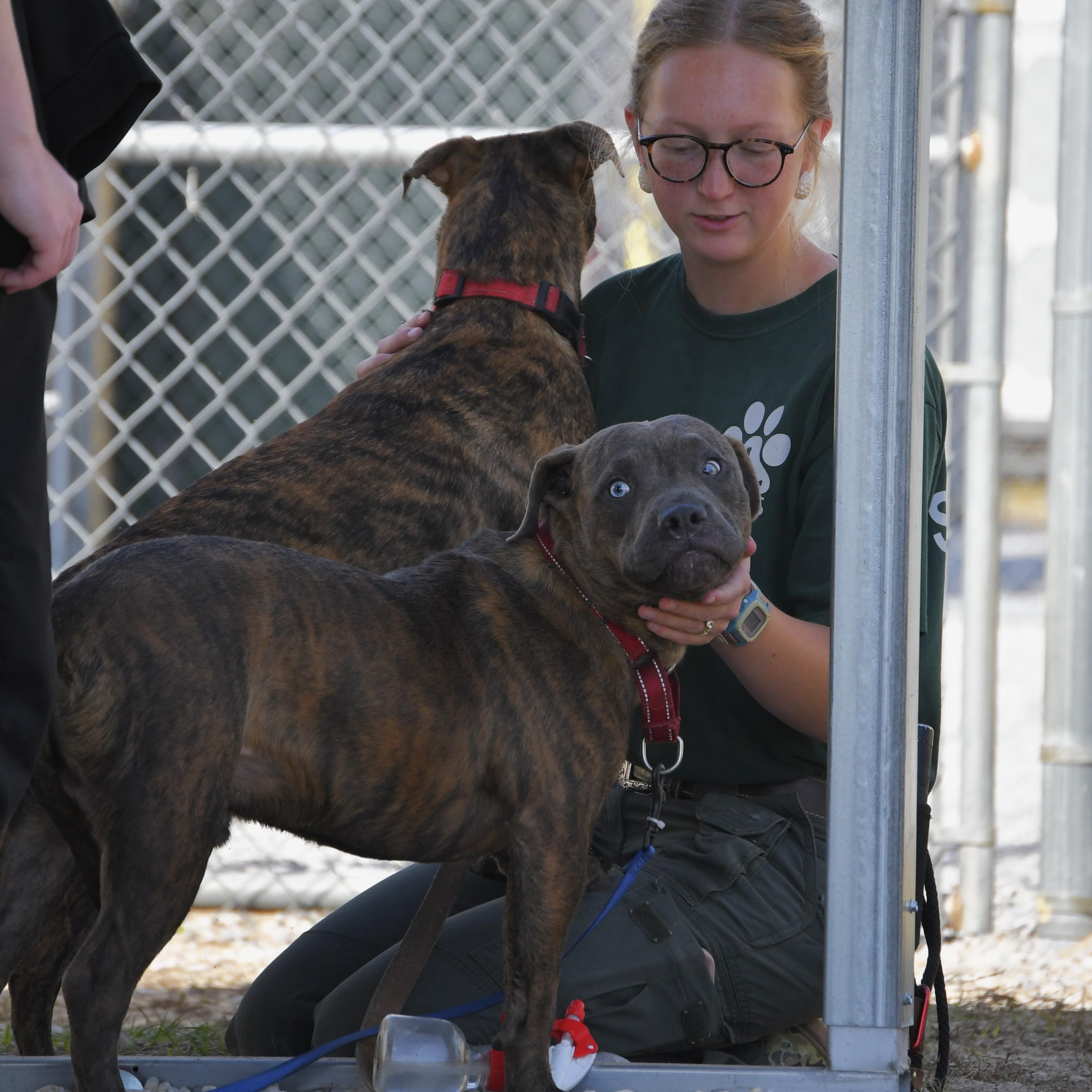 Enlarge Waylon, a Adoptable mixed breed in Defuniak Springs, FL image 5/5