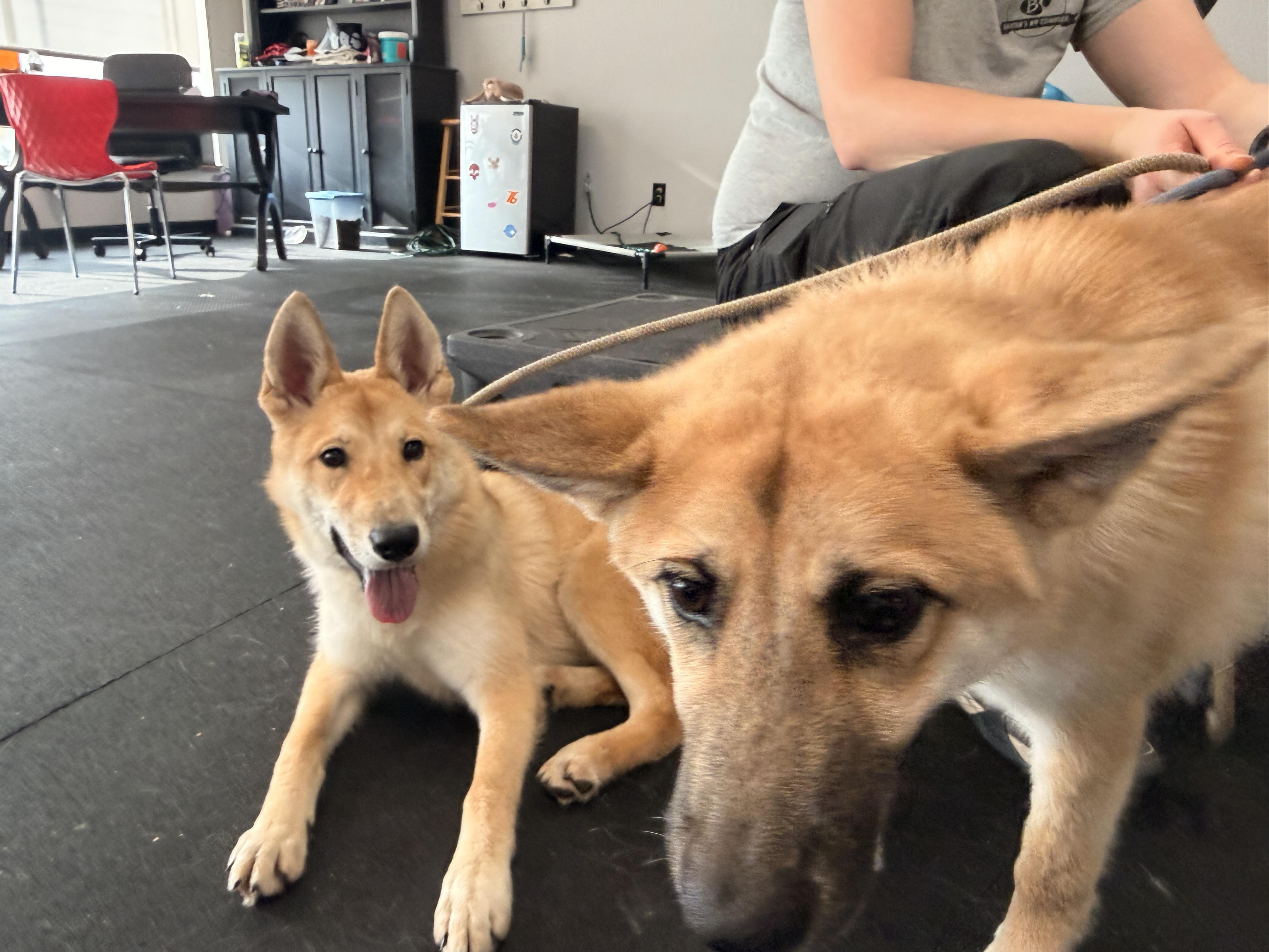 Koa, a Adoptable mixed breed in Jefferson City, MO image 2/6