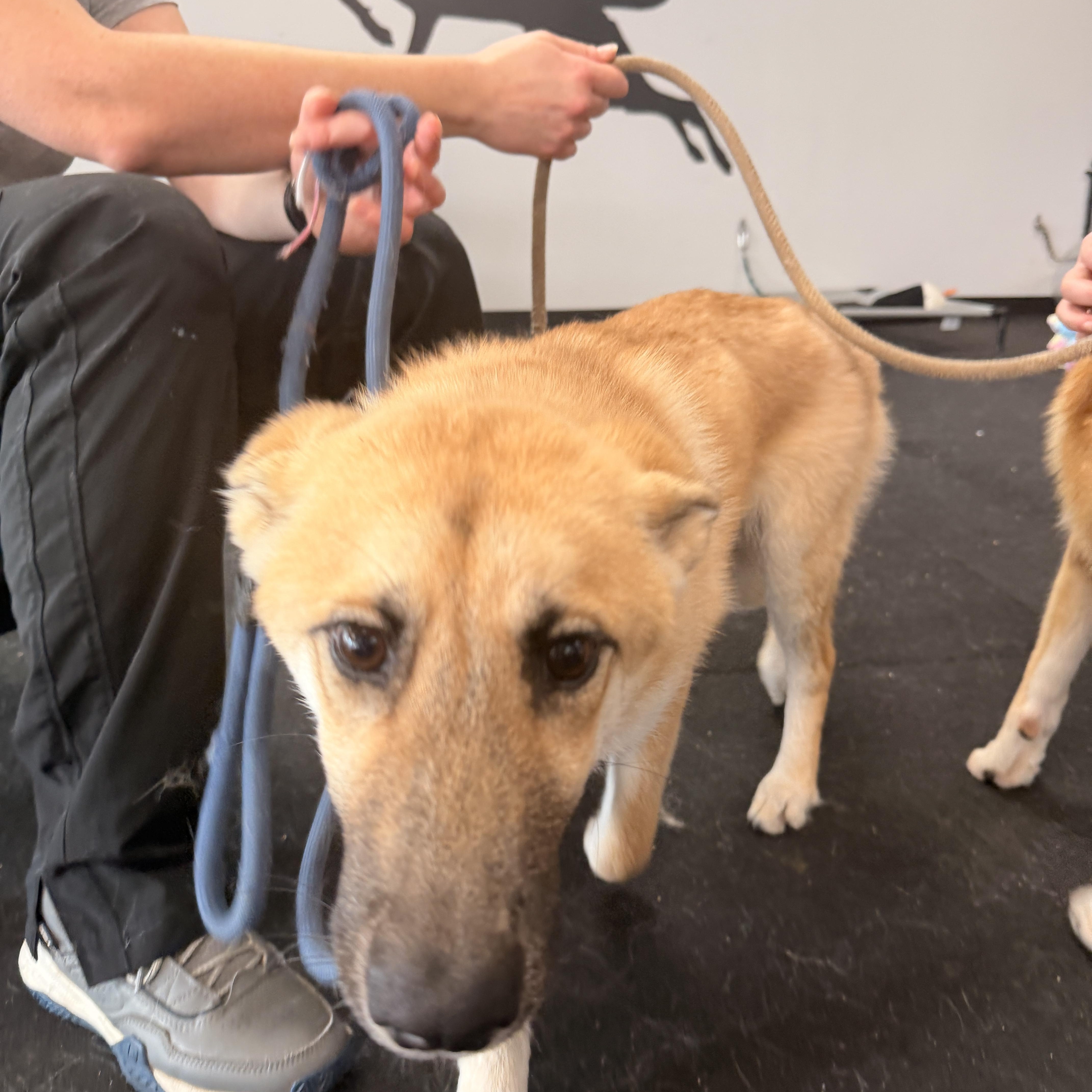 Koa, a Adoptable mixed breed in Jefferson City, MO image 3/6