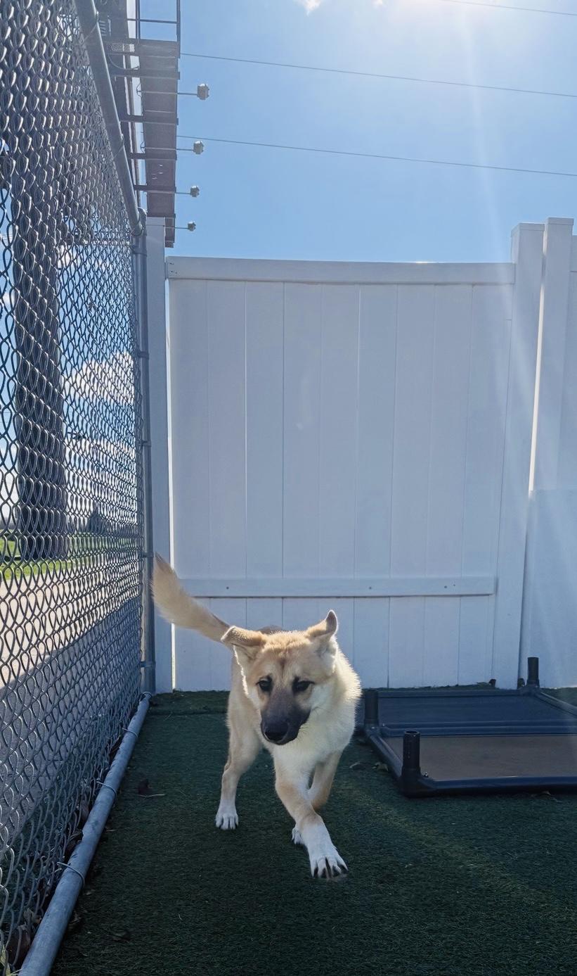 Koa, a Adoptable mixed breed in Jefferson City, MO image 4/6