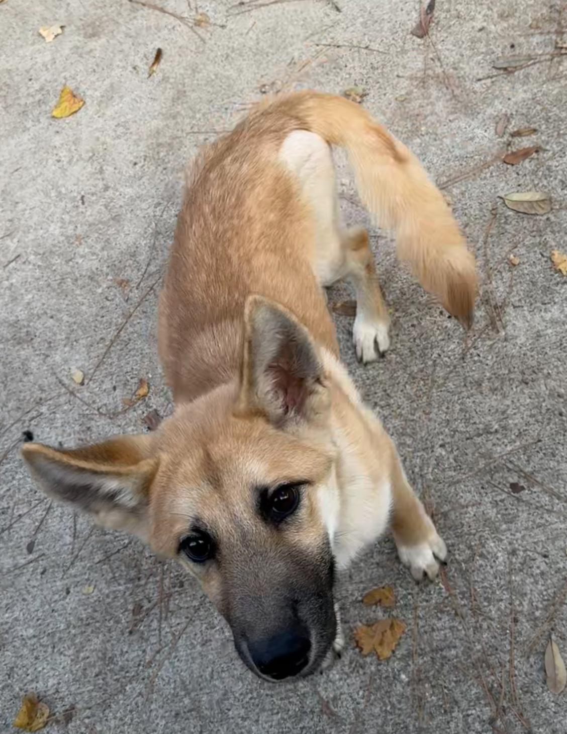 Koa, a Adoptable mixed breed in Jefferson City, MO image 5/6