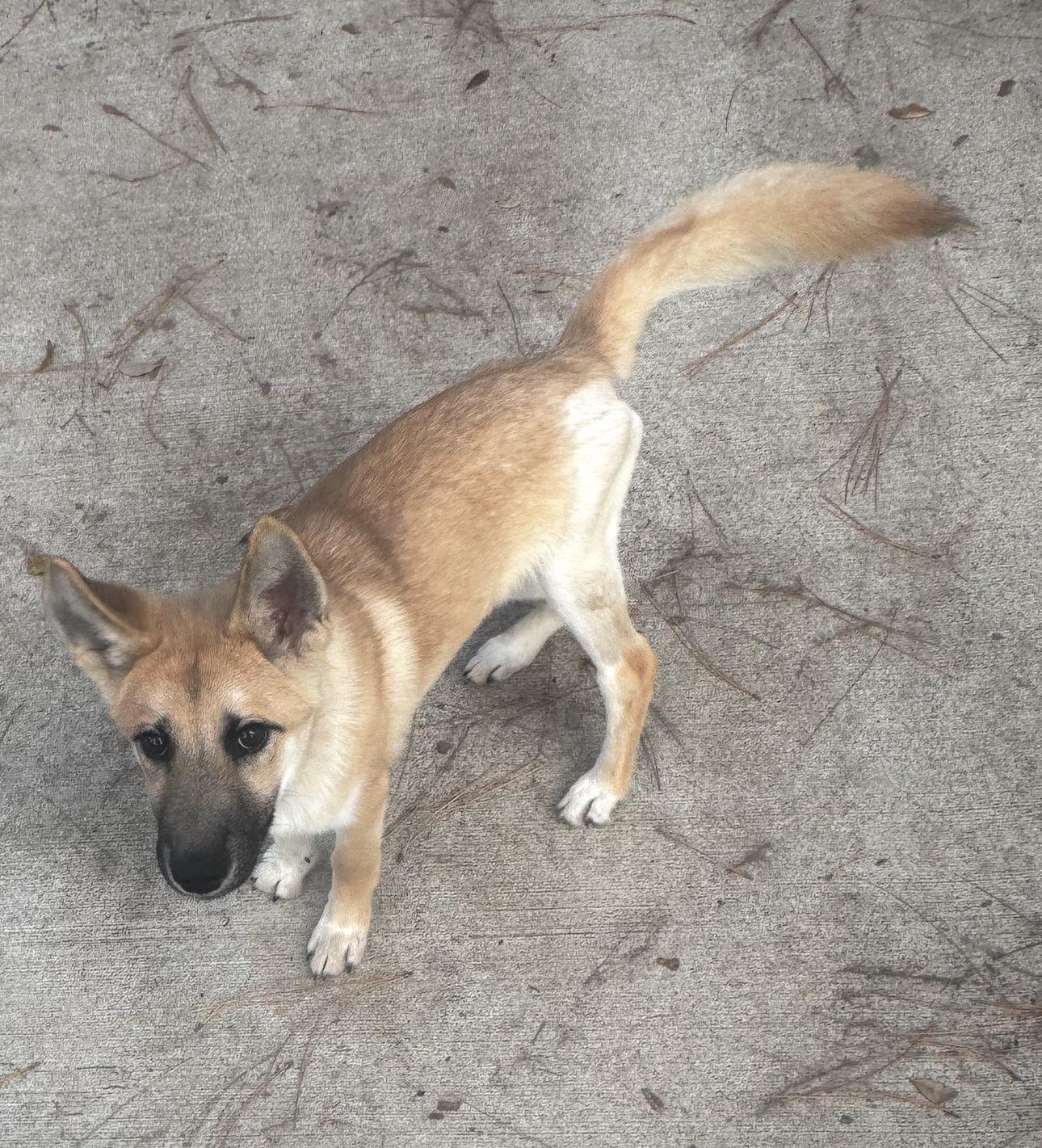 Koa, a Adoptable mixed breed in Jefferson City, MO image 6/6