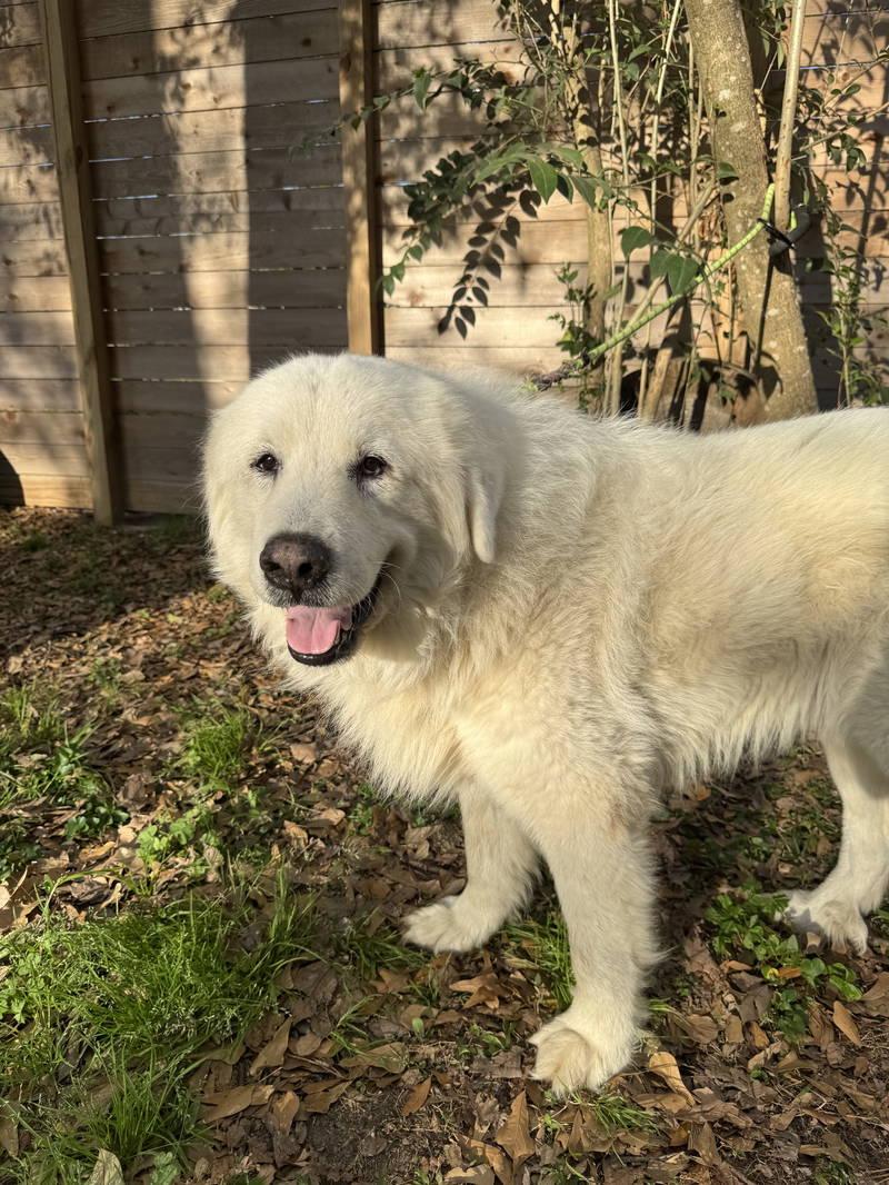 Enlarge Bear, an adopted Great Pyrenees in Spring, TX image 2/6