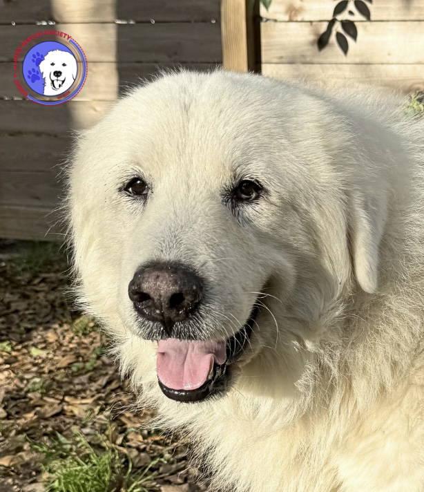 Enlarge Bear, an adopted Great Pyrenees in Spring, TX image 1/6