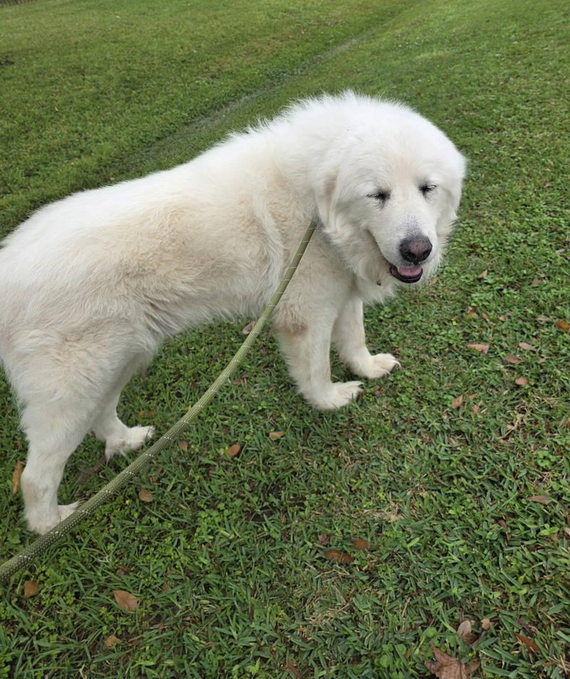 Enlarge Bear, an adopted Great Pyrenees in Spring, TX image 5/6