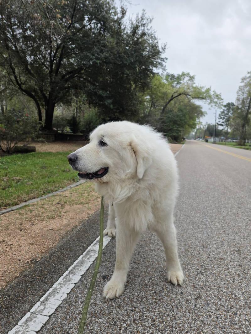 Enlarge Bear, an adopted Great Pyrenees in Spring, TX image 3/6